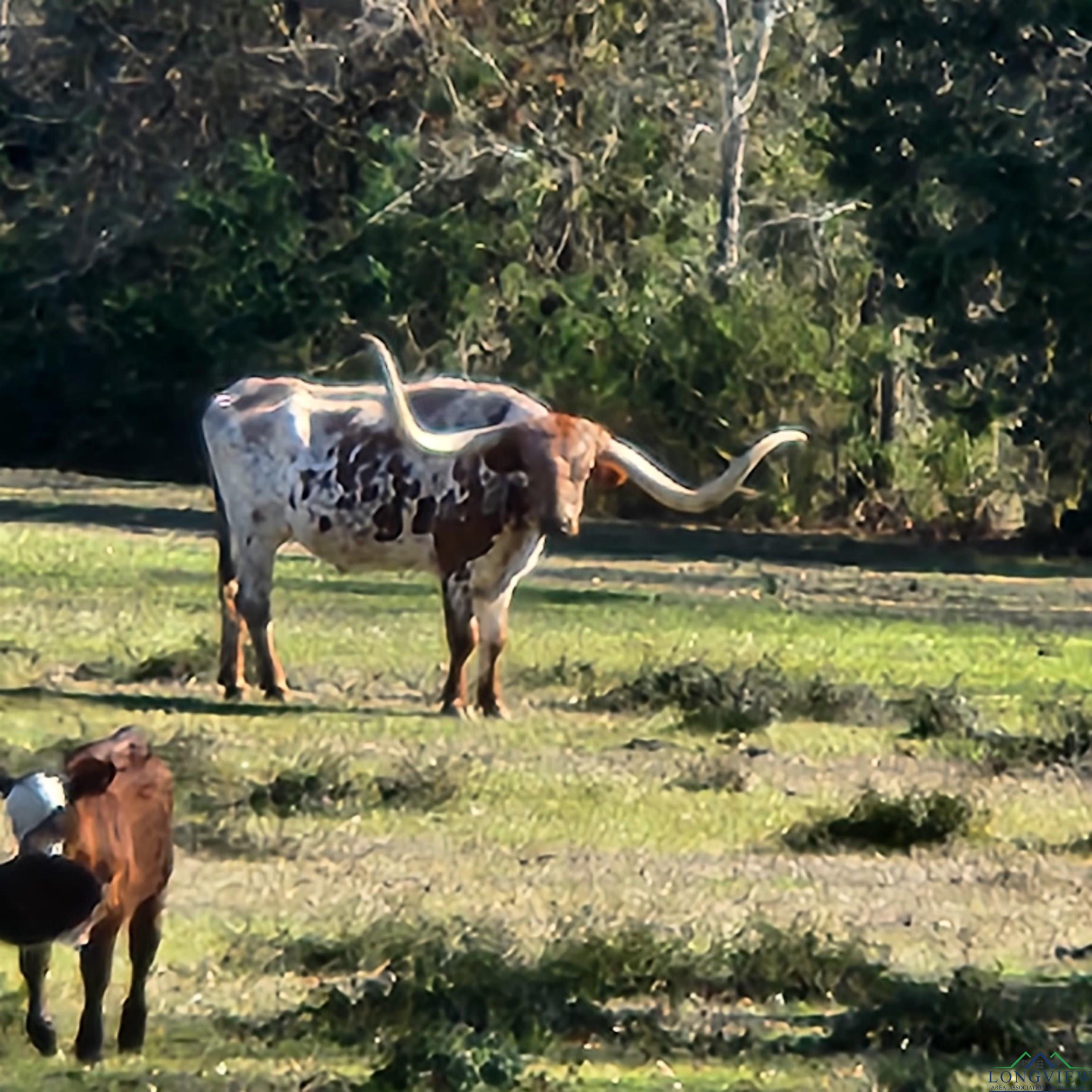 214 County Road 4413, Jacksonville, Texas image 13