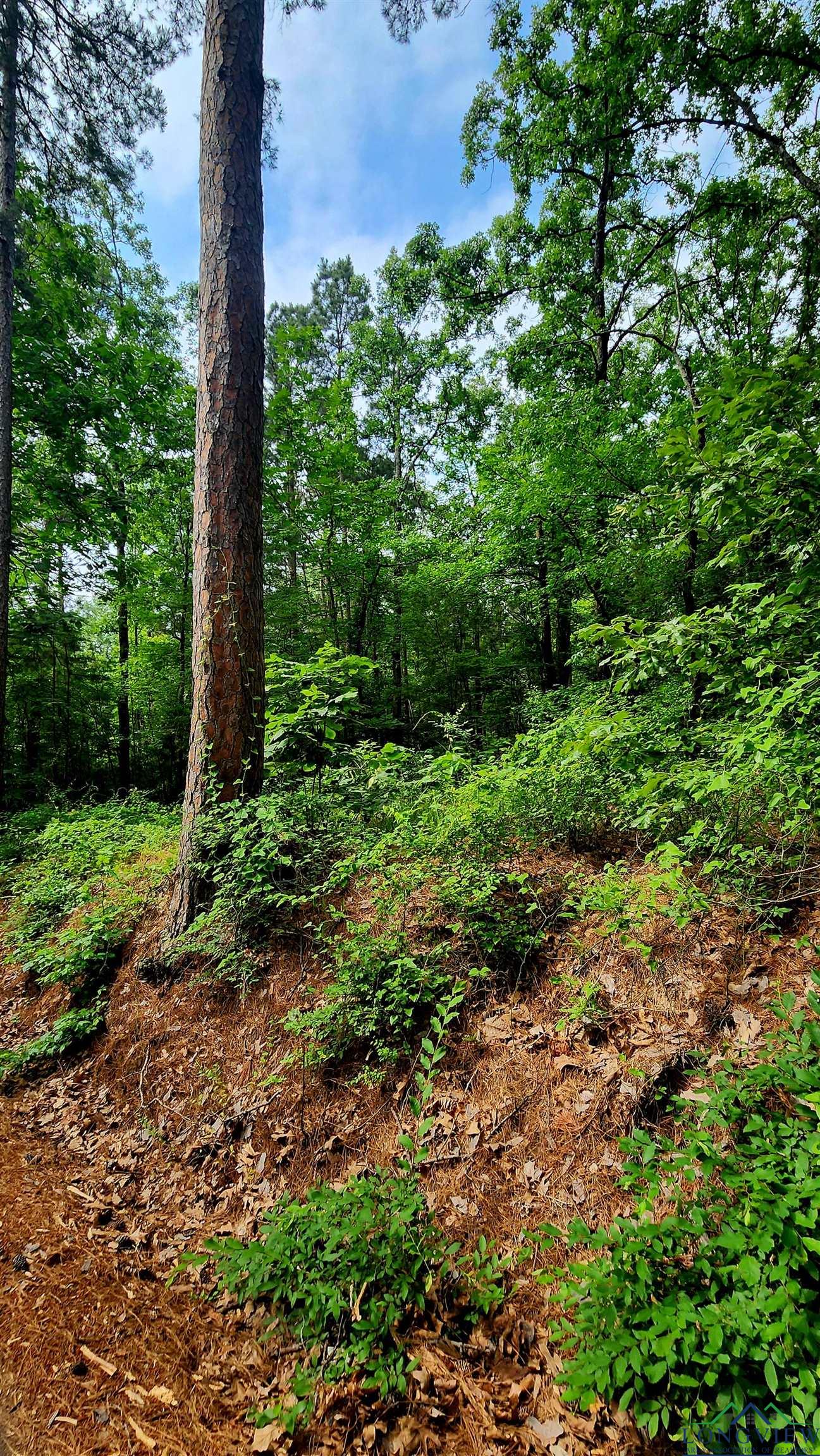 TBD Bobwhite Rd, Gilmer, Texas image 5