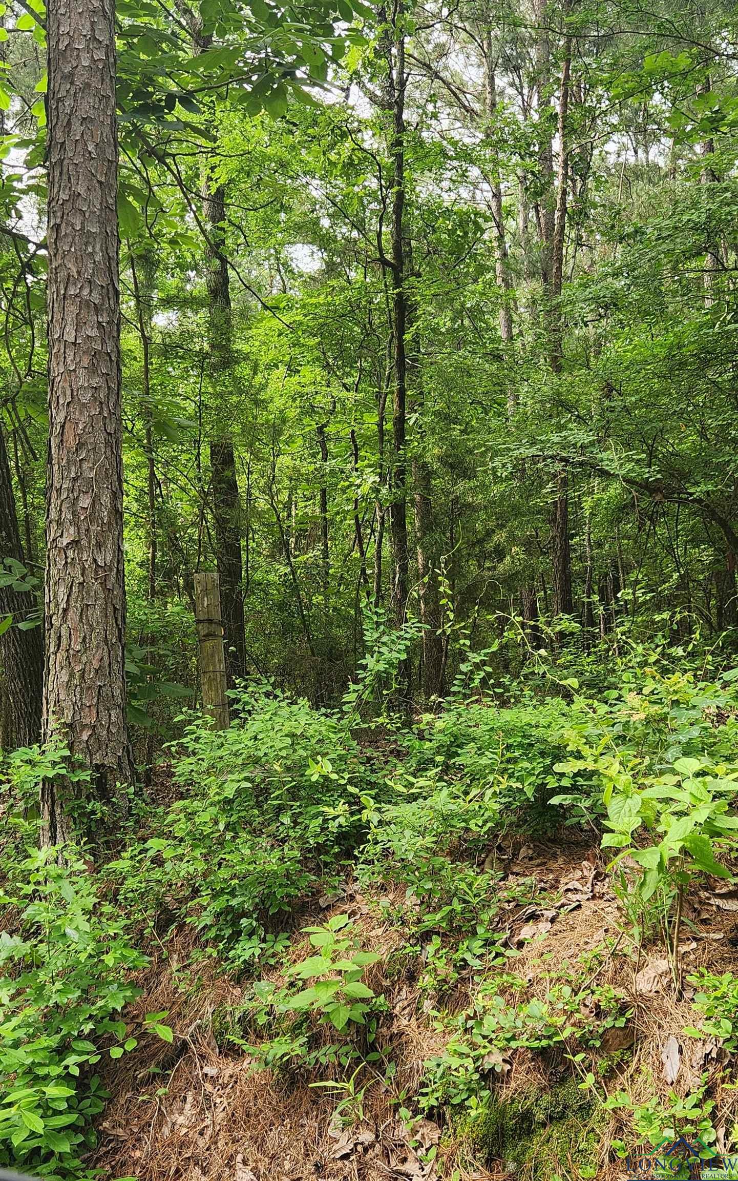 TBD Bobwhite Rd, Gilmer, Texas image 4