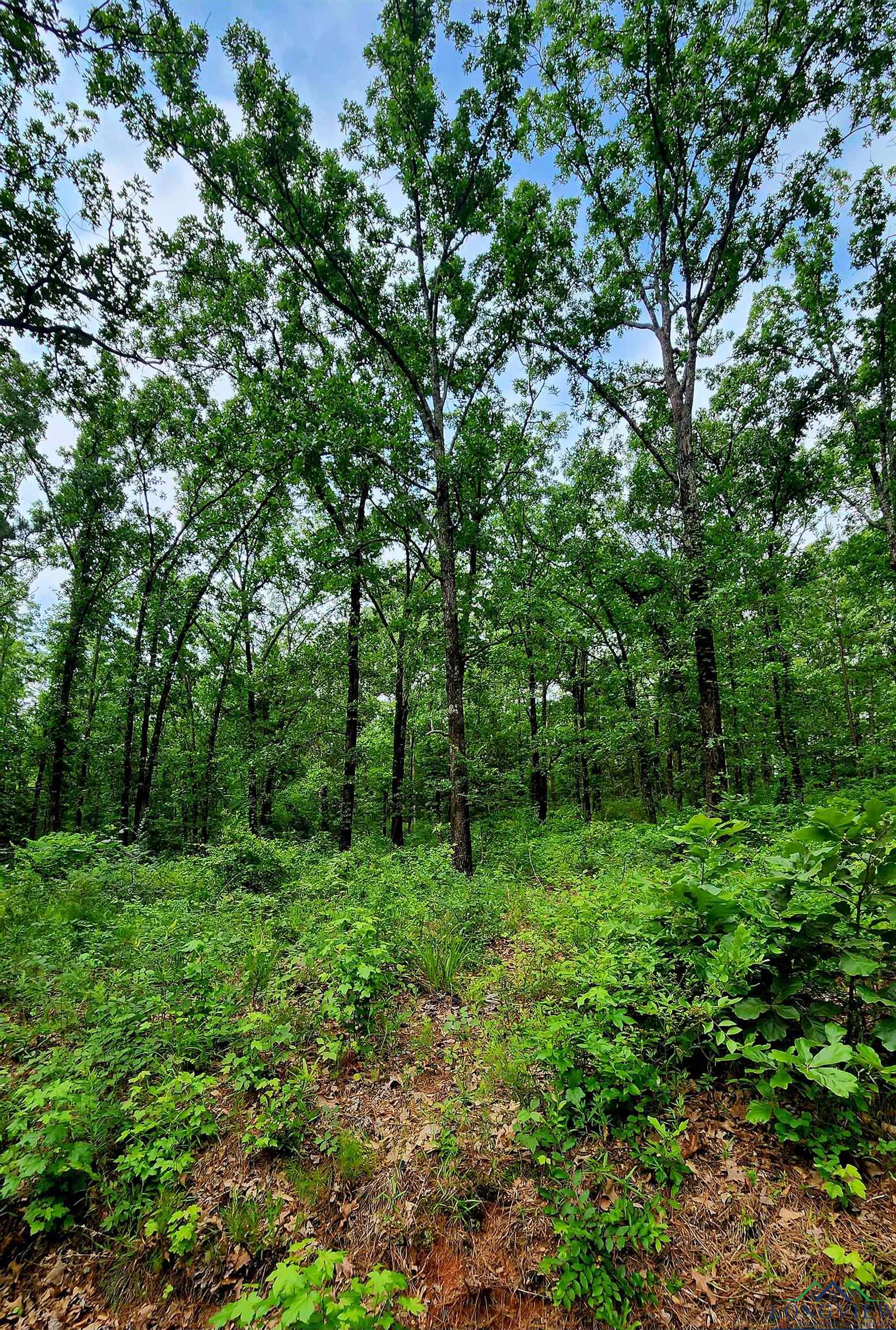 TBD Bobwhite Rd, Gilmer, Texas image 1