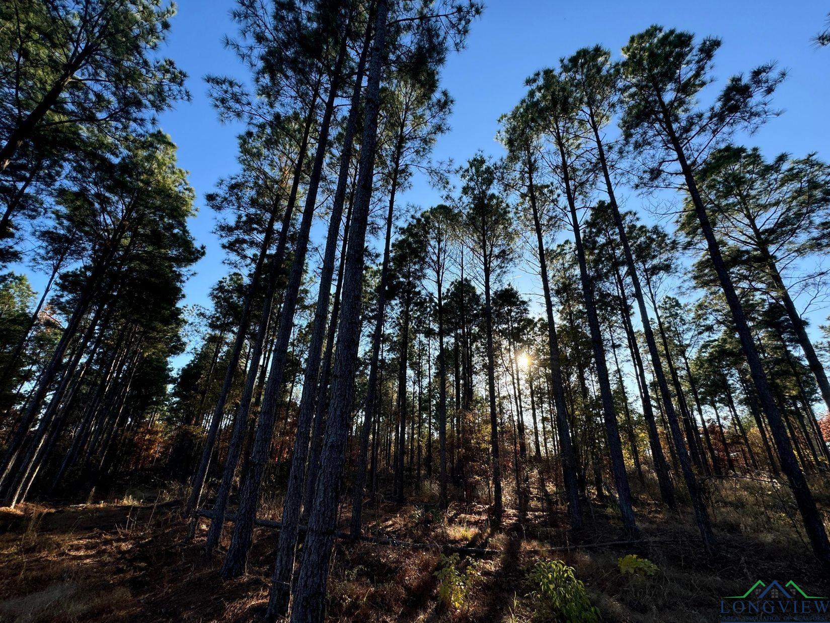 TBD Cr 2307, Lone Star, Texas image 37