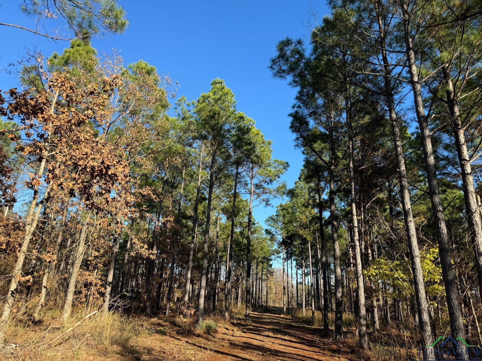 TBD Cr 2307, Lone Star, Texas image 8