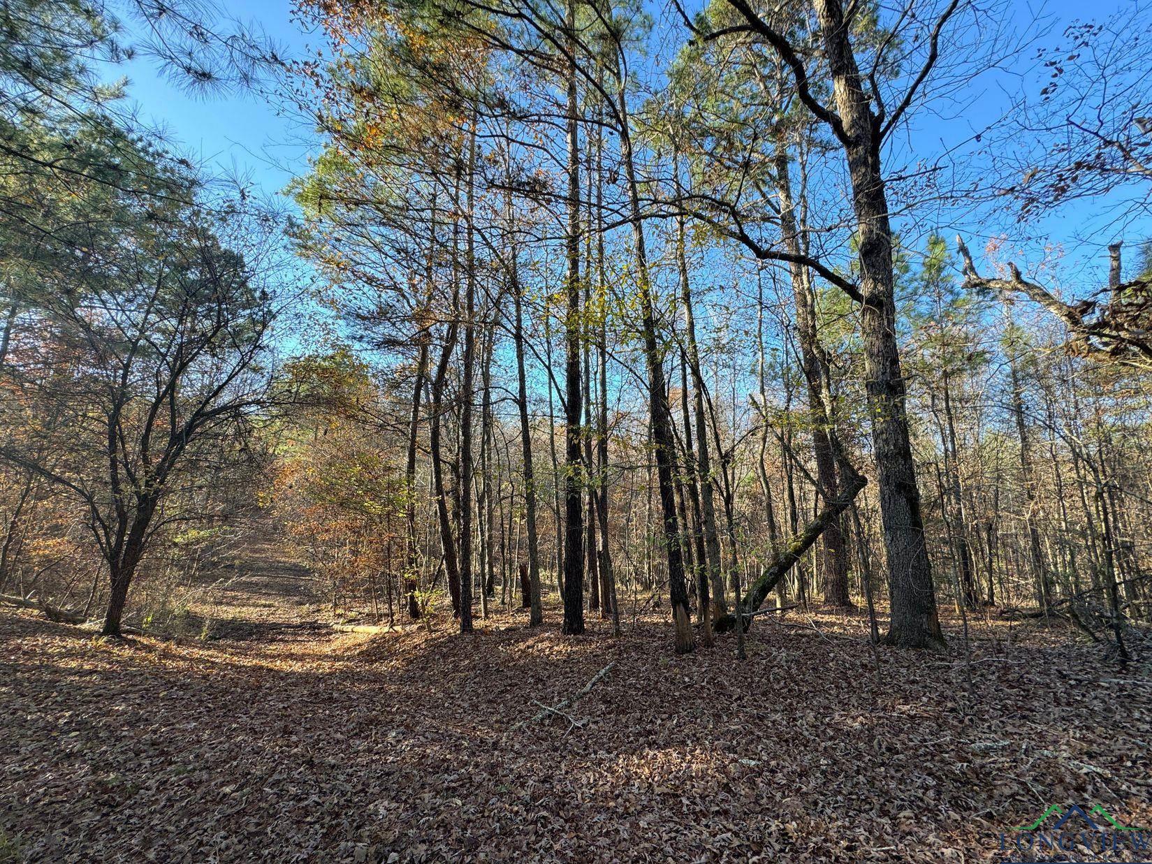 TBD Cr 2307, Lone Star, Texas image 10