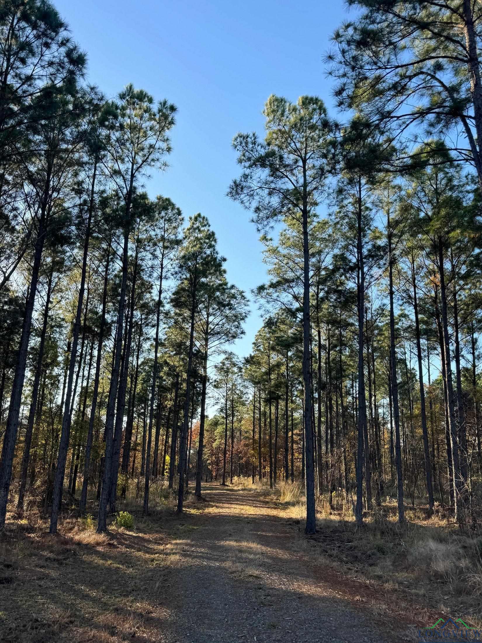 TBD Cr 2307, Lone Star, Texas image 41