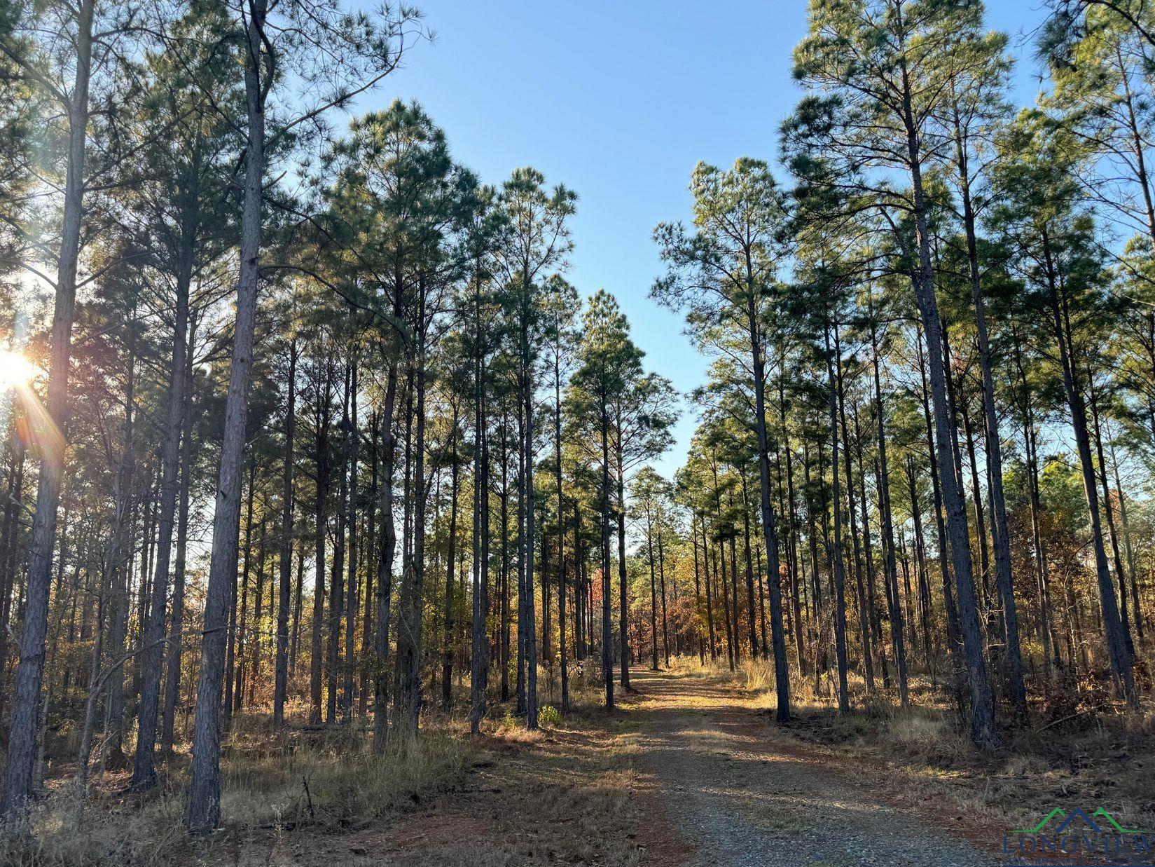 TBD Cr 2307, Lone Star, Texas image 38