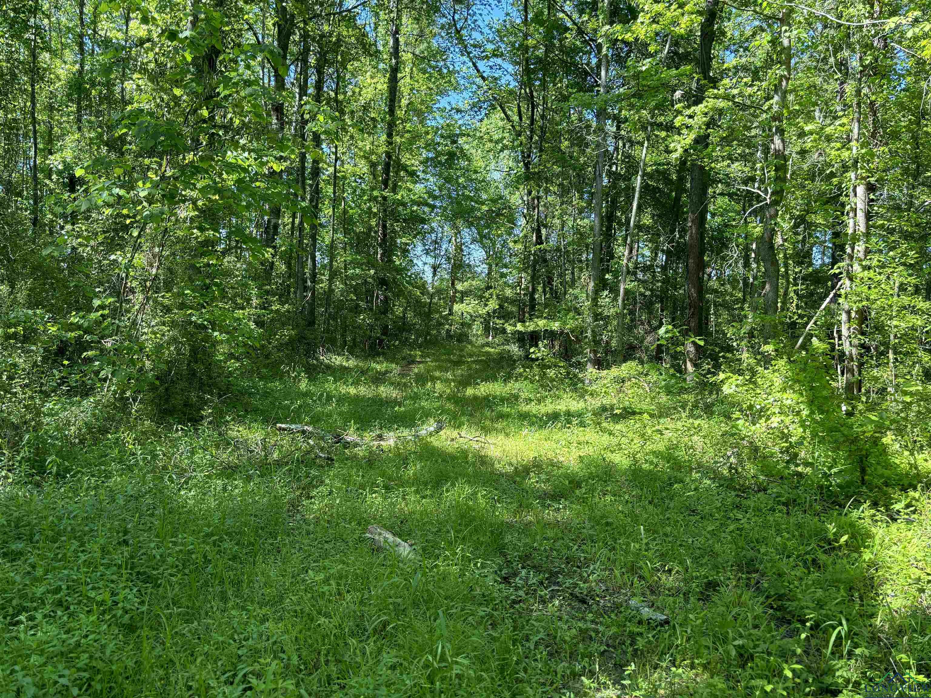 TBD Cr 3665, Queen City, Texas image 8