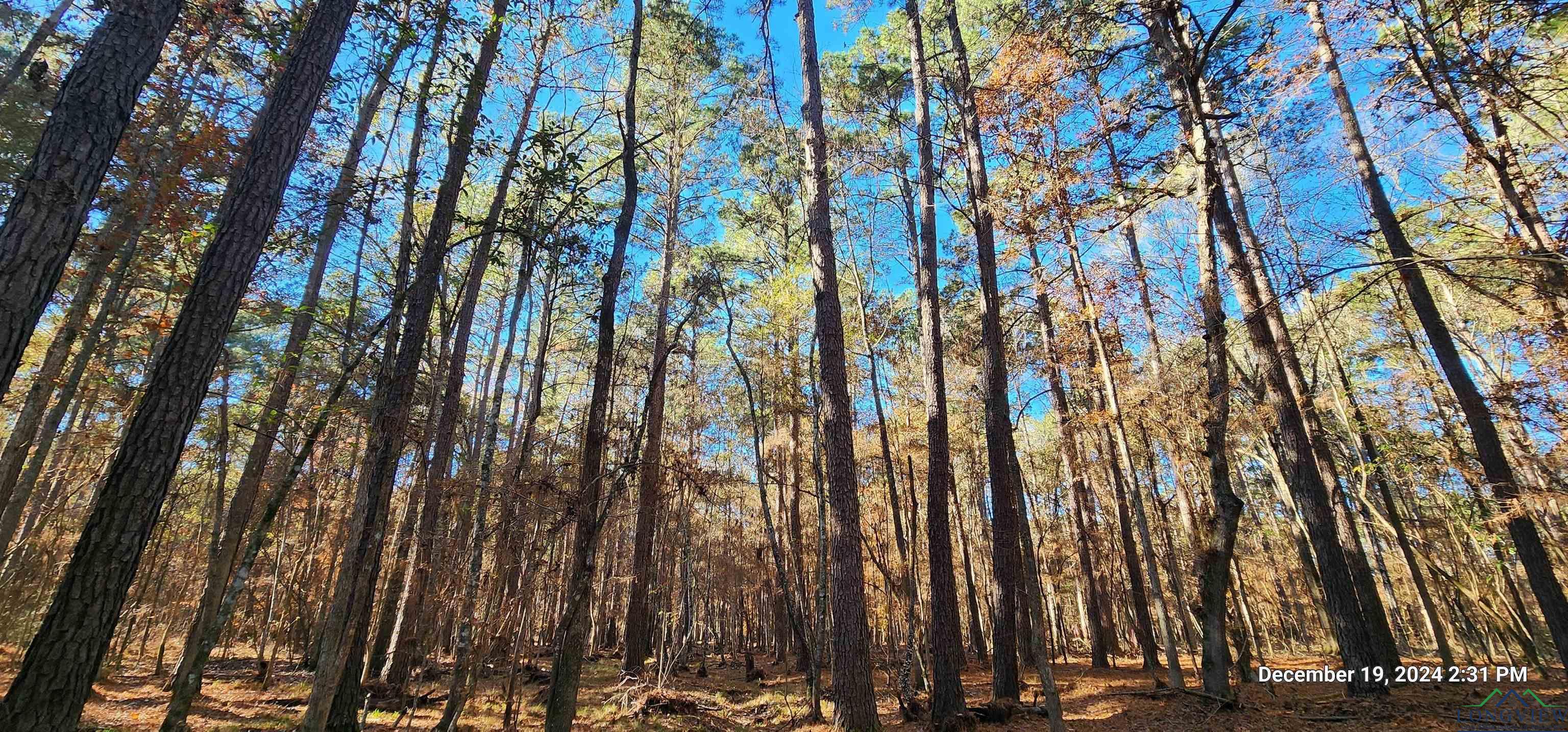 TBD Cr 405, San Augustine, Texas image 1