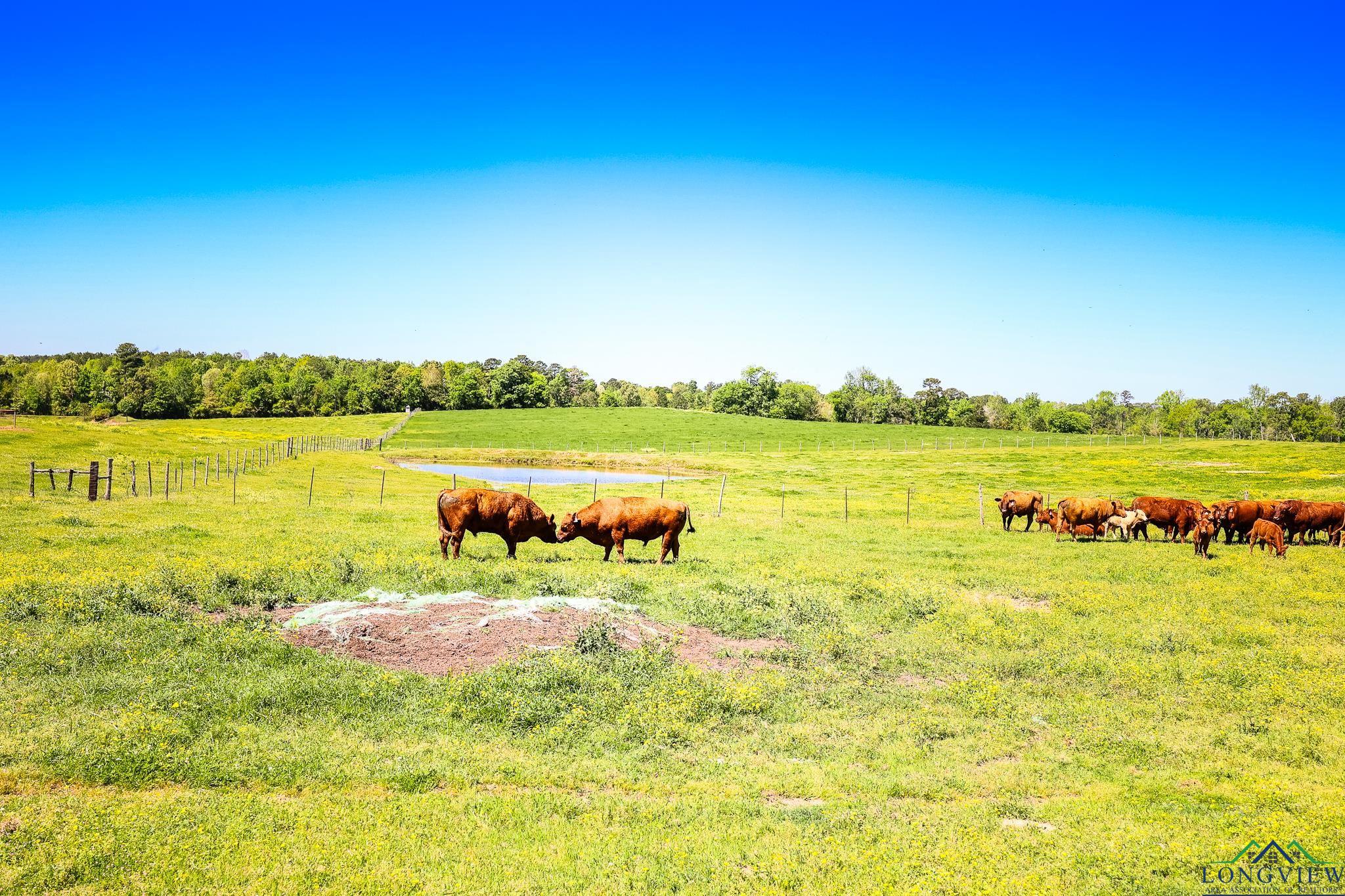 2128 Fm 3359, Carthage, Texas image 35