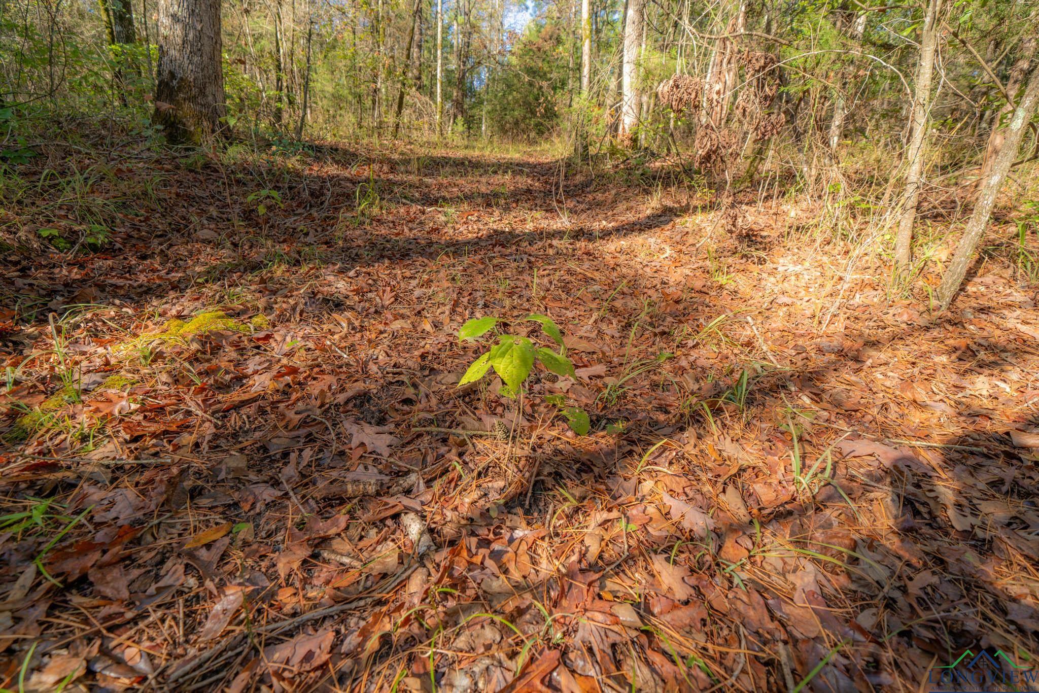 0000 N Fm 1002, Winnsboro, Texas image 15