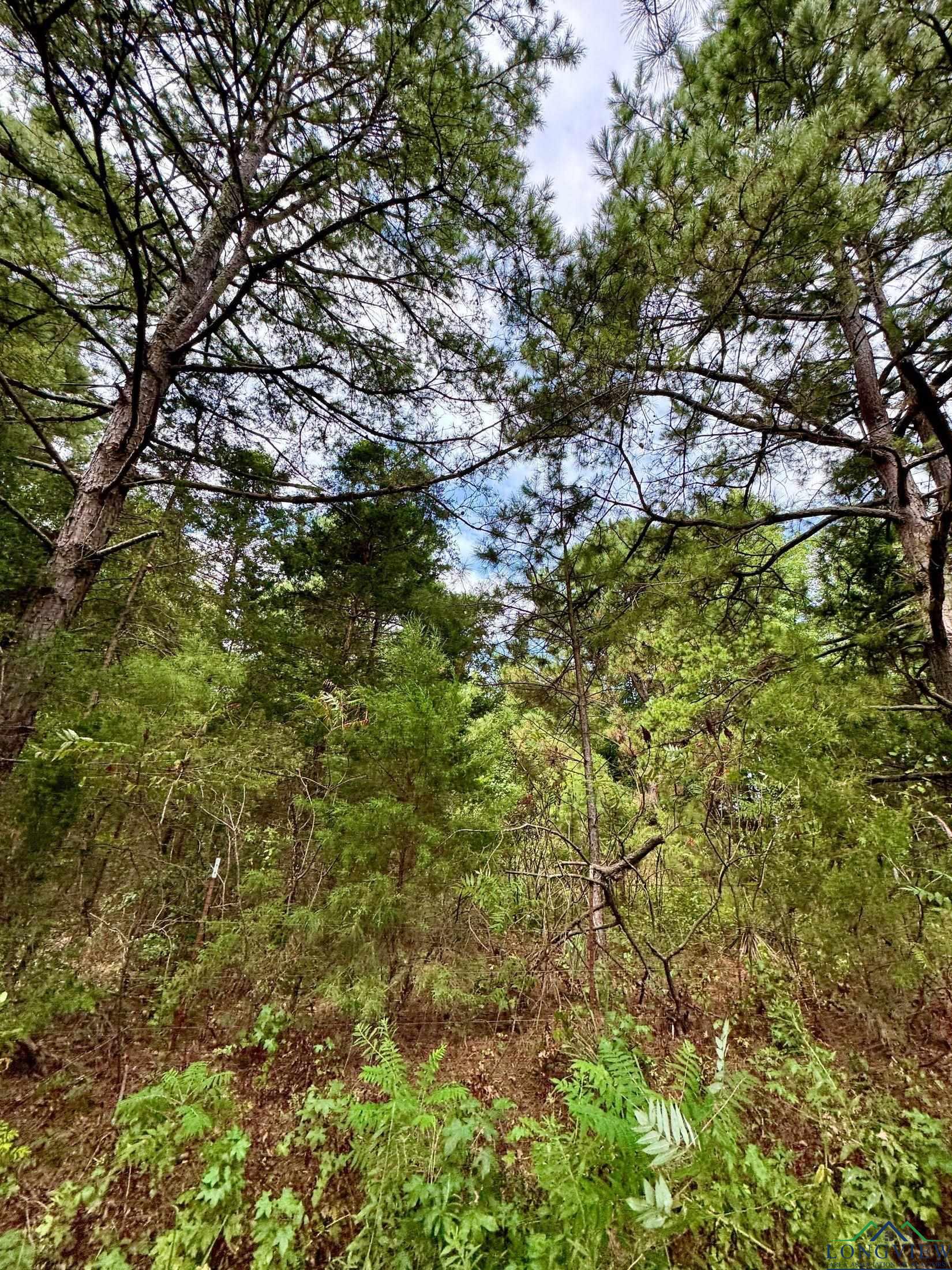 TBD County Road 2228, Douglassville, Texas image 9