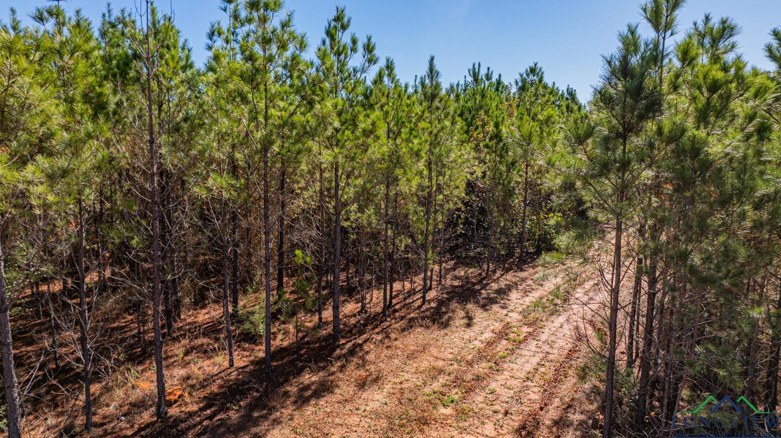 TBD Firetower Rd, Hallsville, Texas image 17