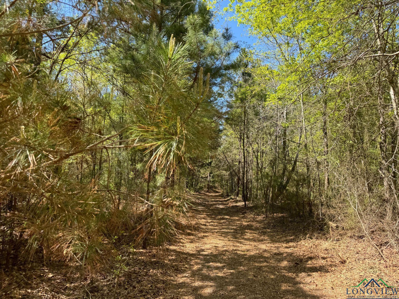 TBD Cr 1237, Linden, Texas image 8