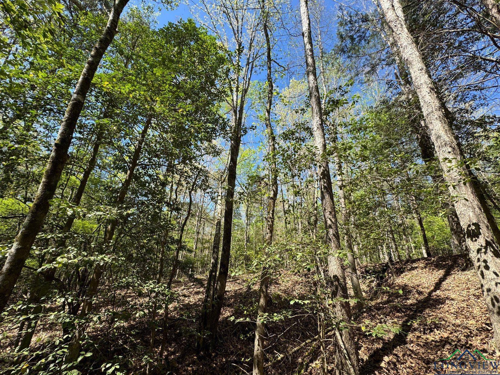 TBD Cr 1237, Linden, Texas image 14