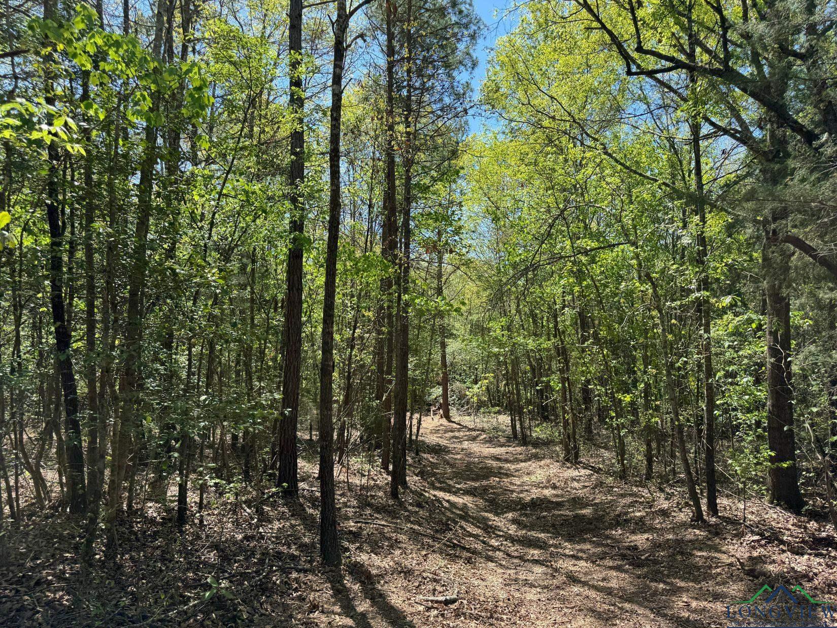 TBD Cr 1237, Linden, Texas image 15