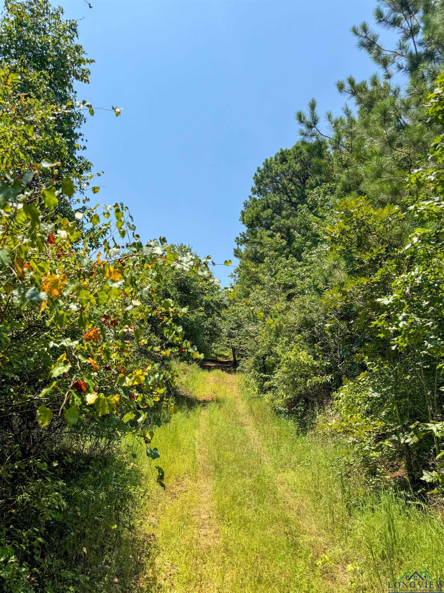 TBD Cr 1619, Linden, Texas image 34