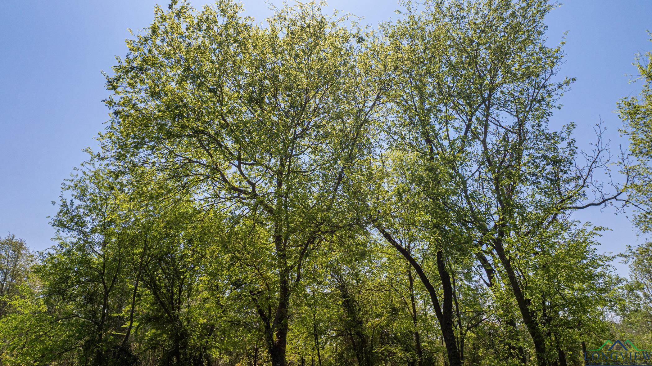 7200 S Fm 144, Daingerfield, Texas image 32
