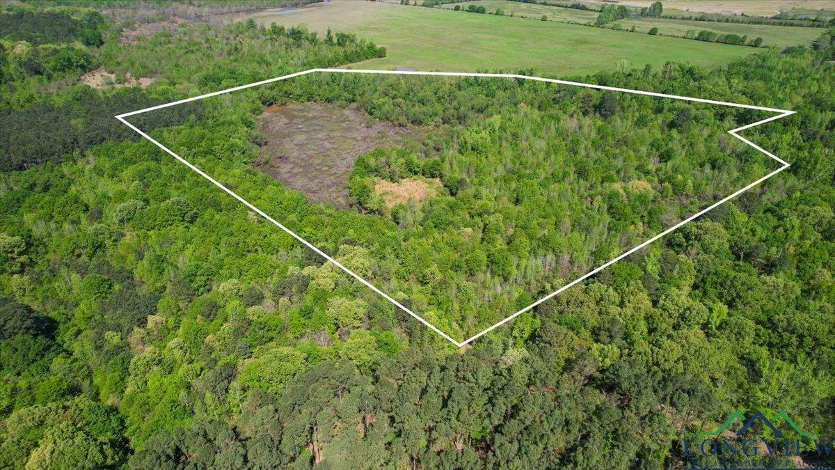 TBD County Road 1143, Daingerfield, Texas image 6