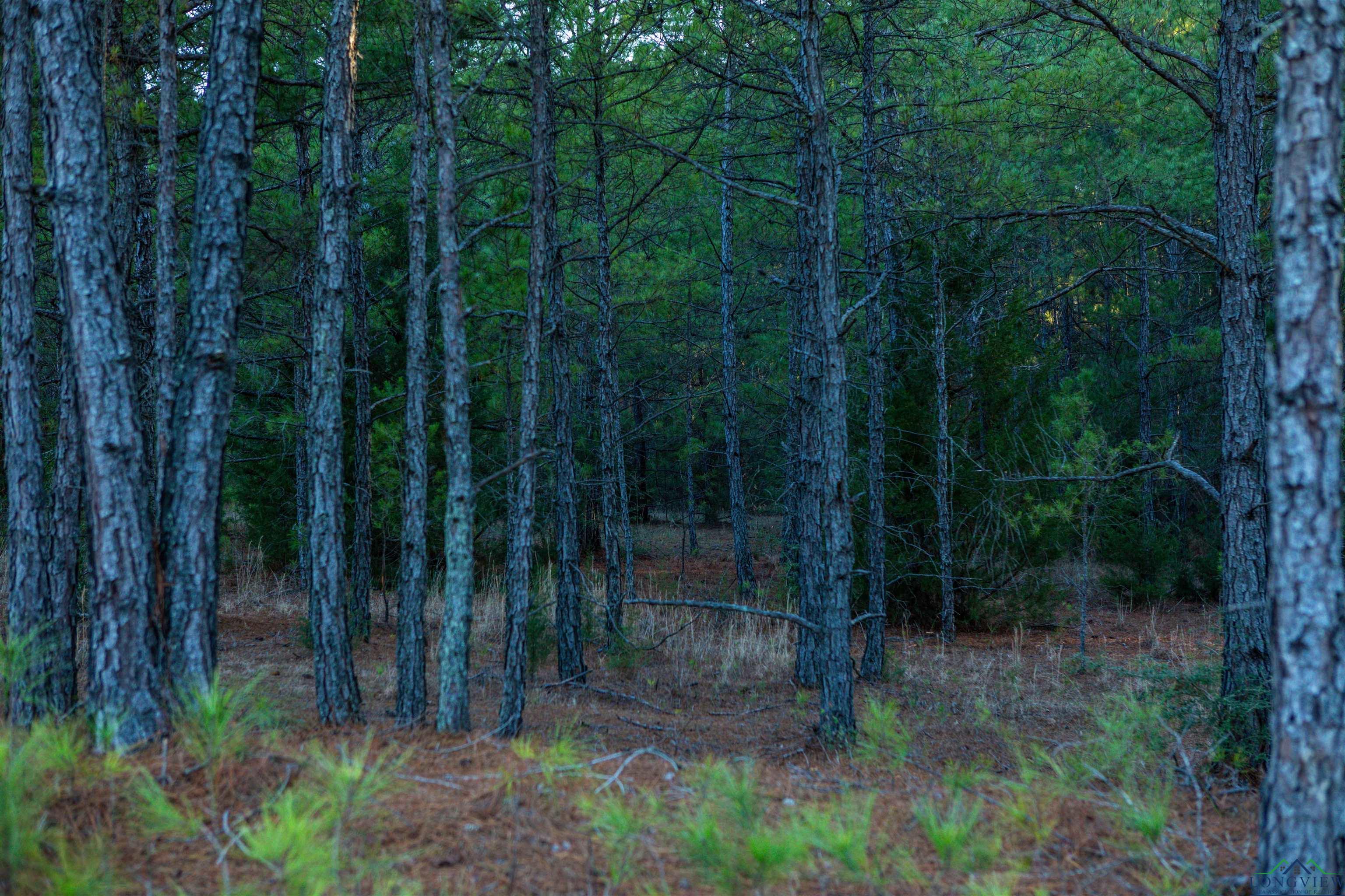 Cr 222, Henderson, Texas image 1