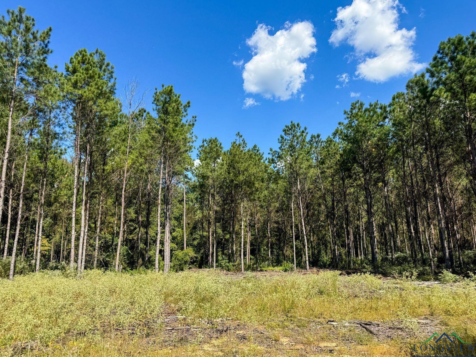 TBD Cr 1926, Linden, Texas image 3