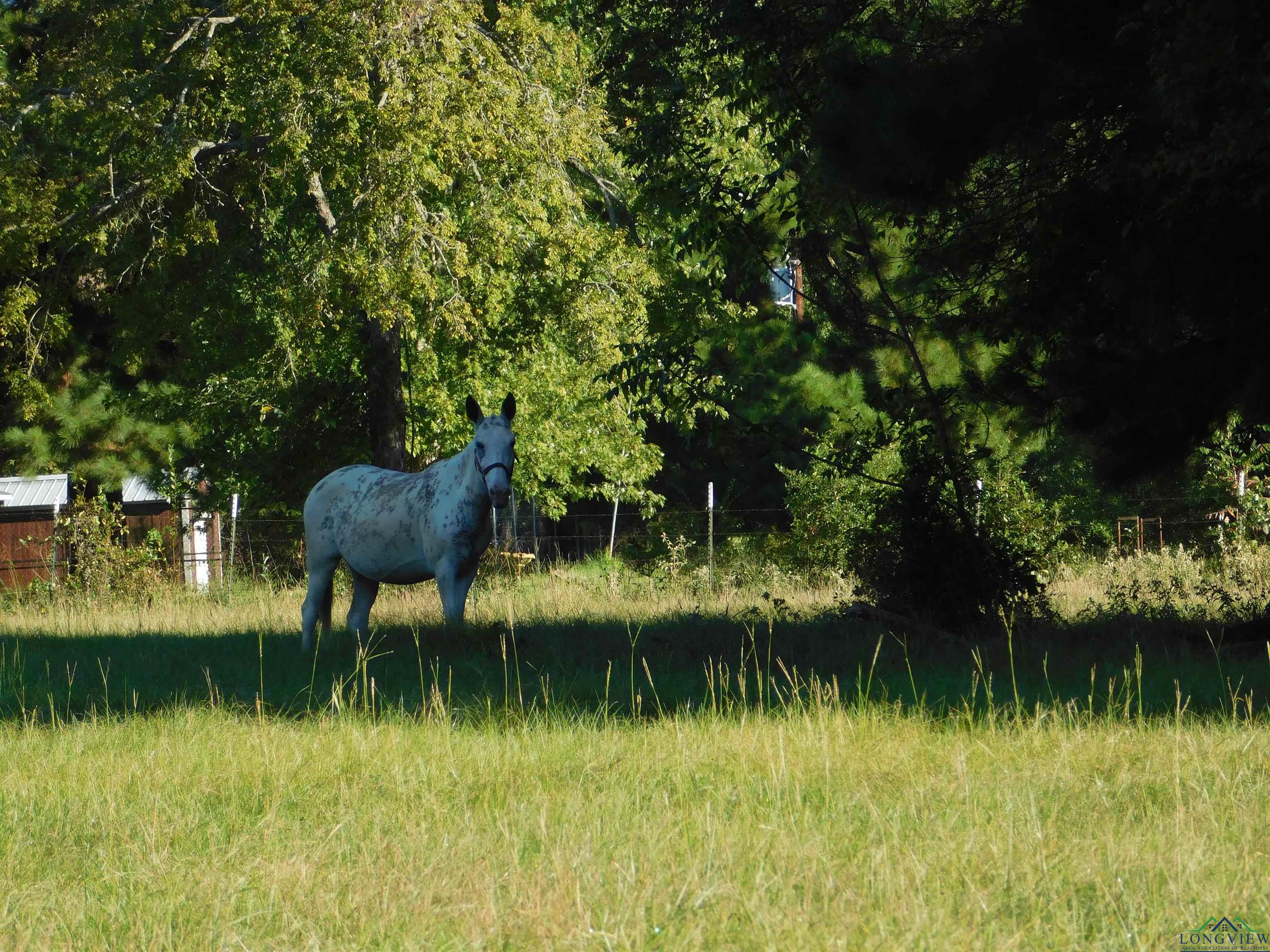 TBD Cherokee Tr, Gilmer, Texas image 1