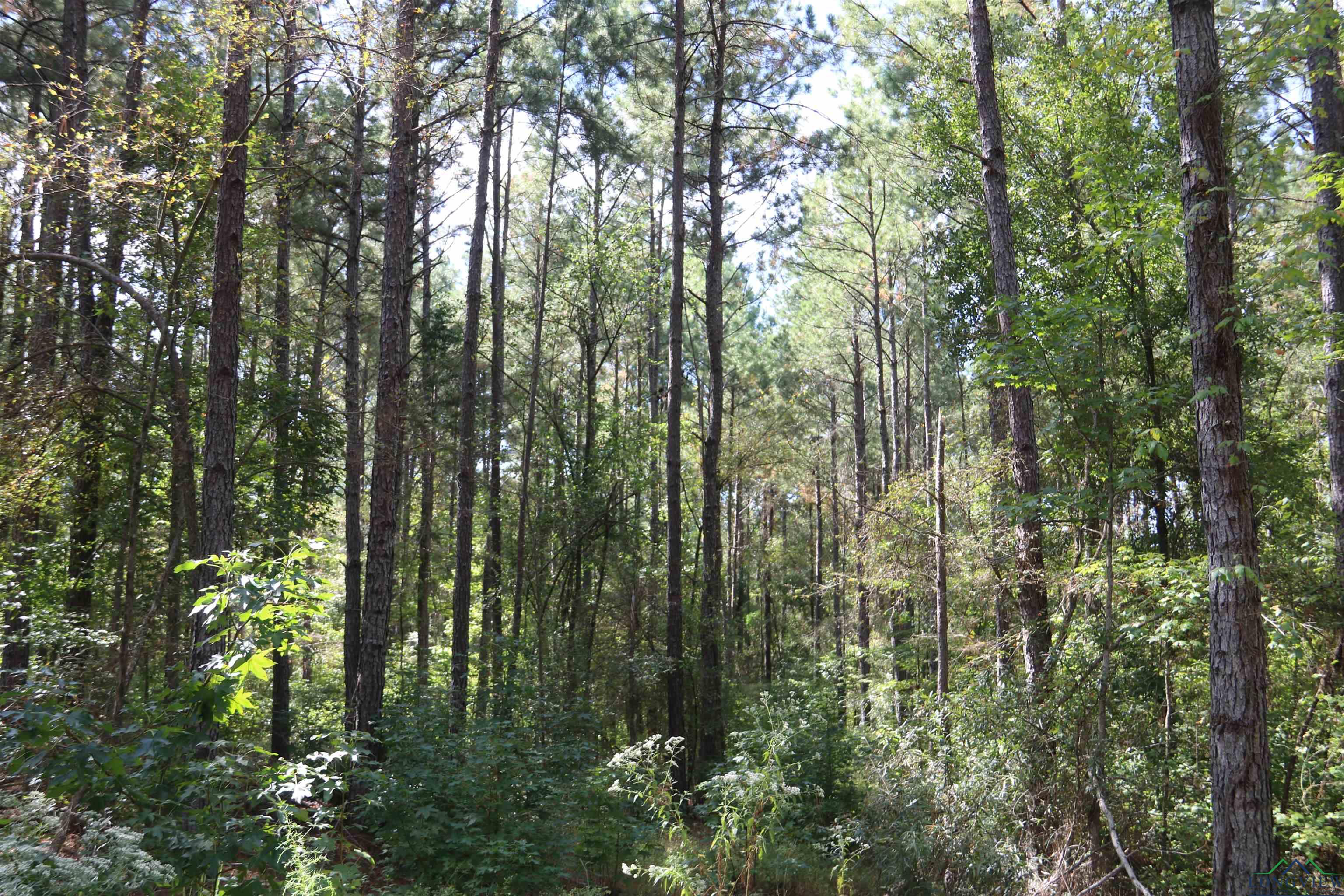 TBD State Hwy 155 & W. Depot Road, Avinger, Texas image 30