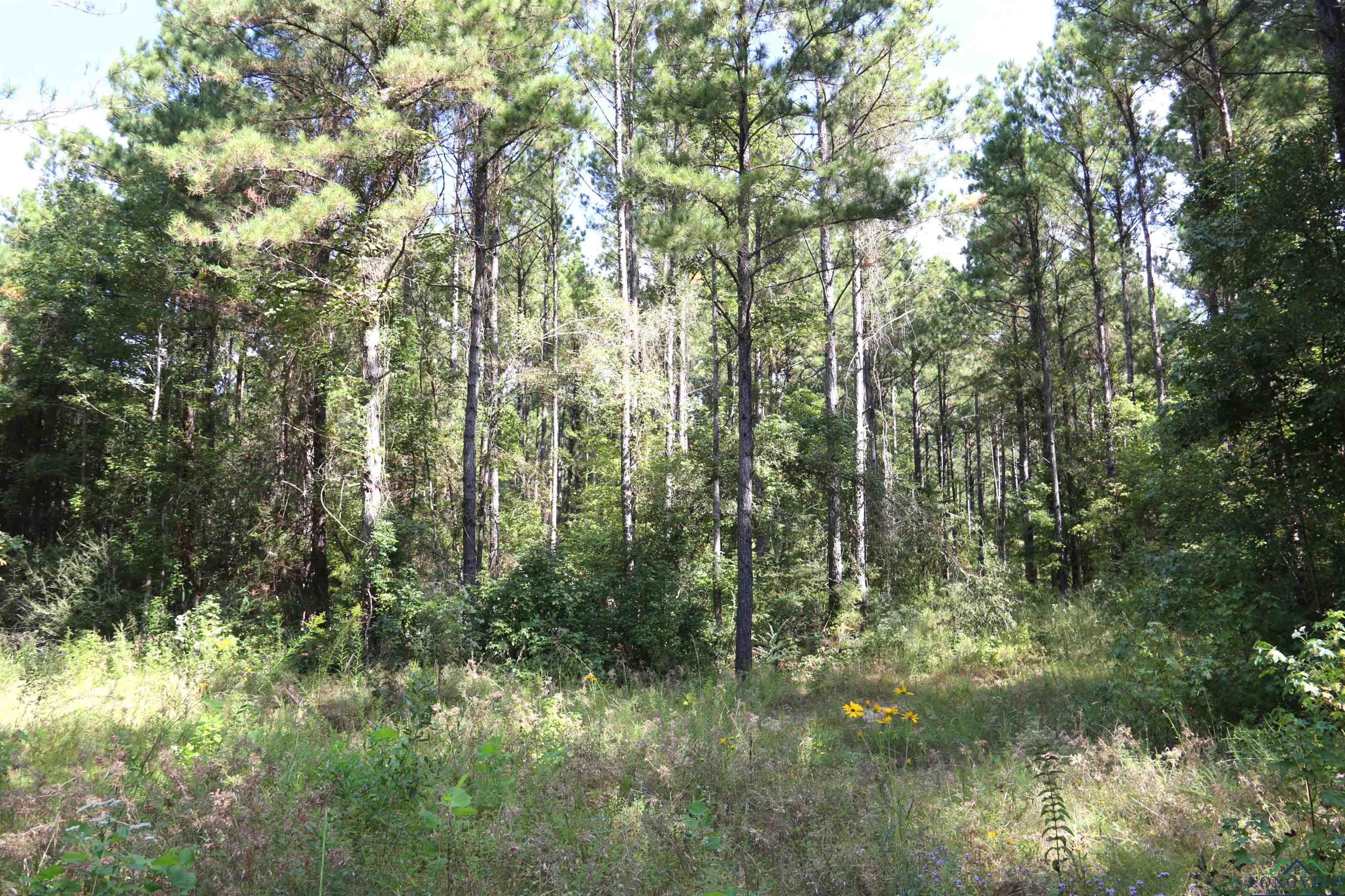 TBD State Hwy 155 & W. Depot Road, Avinger, Texas image 27