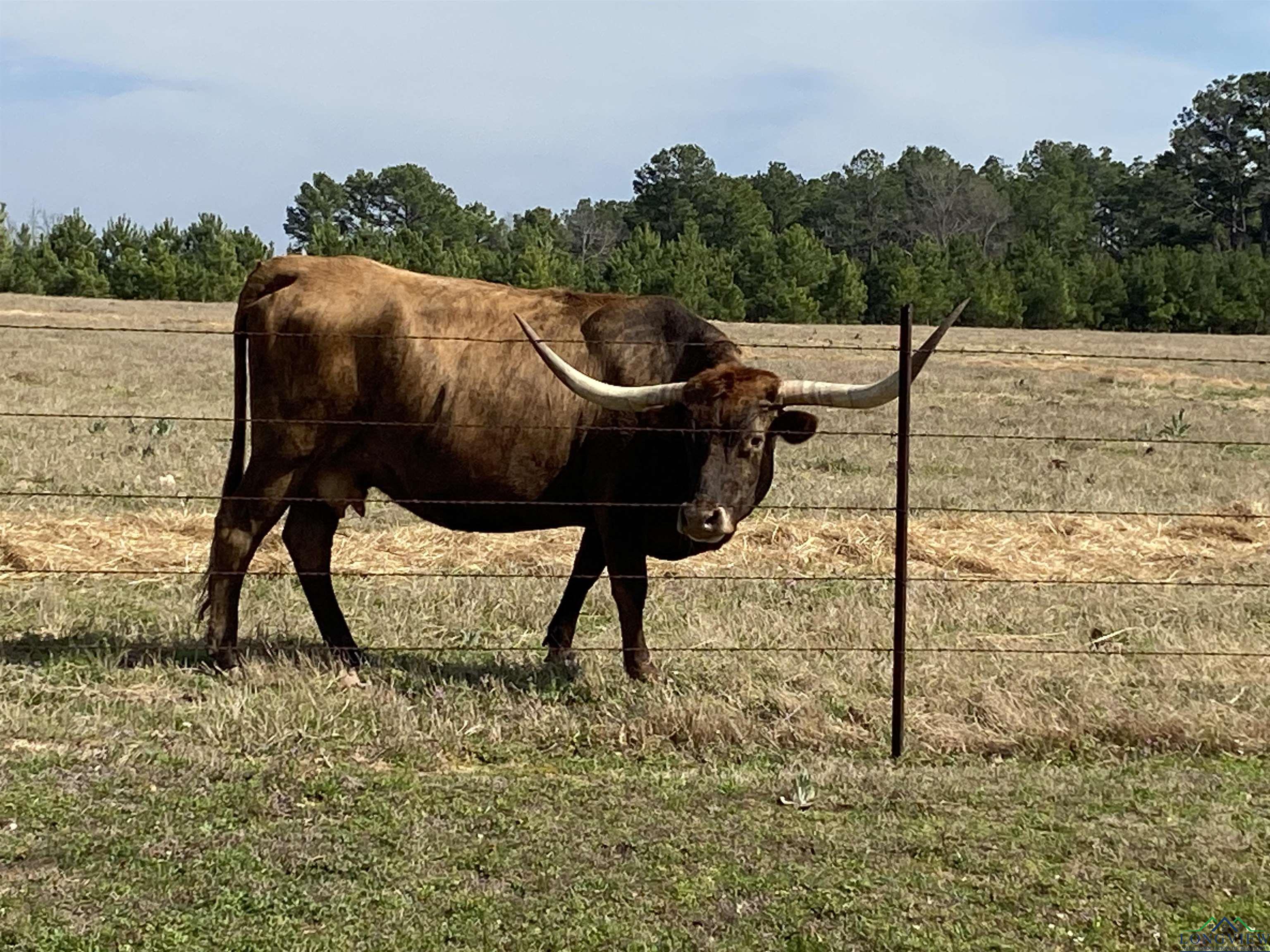 TBD Fm 2454, Gilmer, Texas image 39