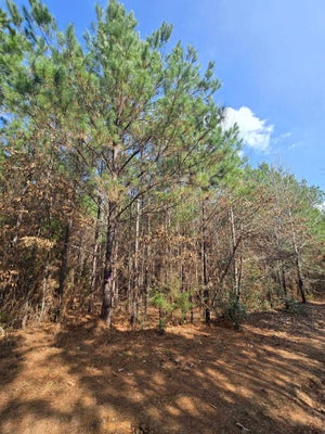 272 W HENDERSON ST, MOUNT ENTERPRISE, TX 75681 - Image 8e8992124cc998fafb4ffa9806299e28/407766268