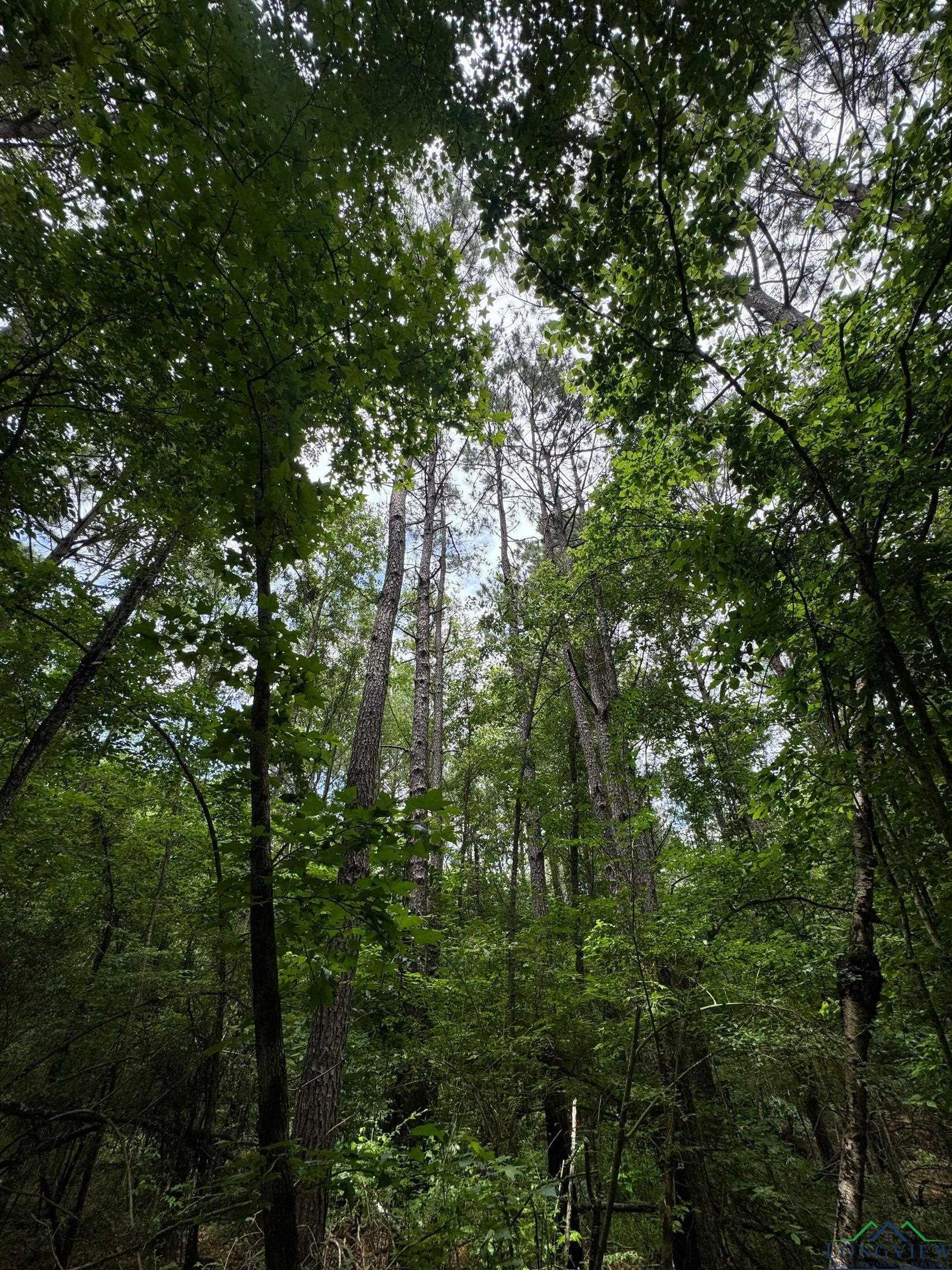 0001 Fm 805, Jefferson, Texas image 11