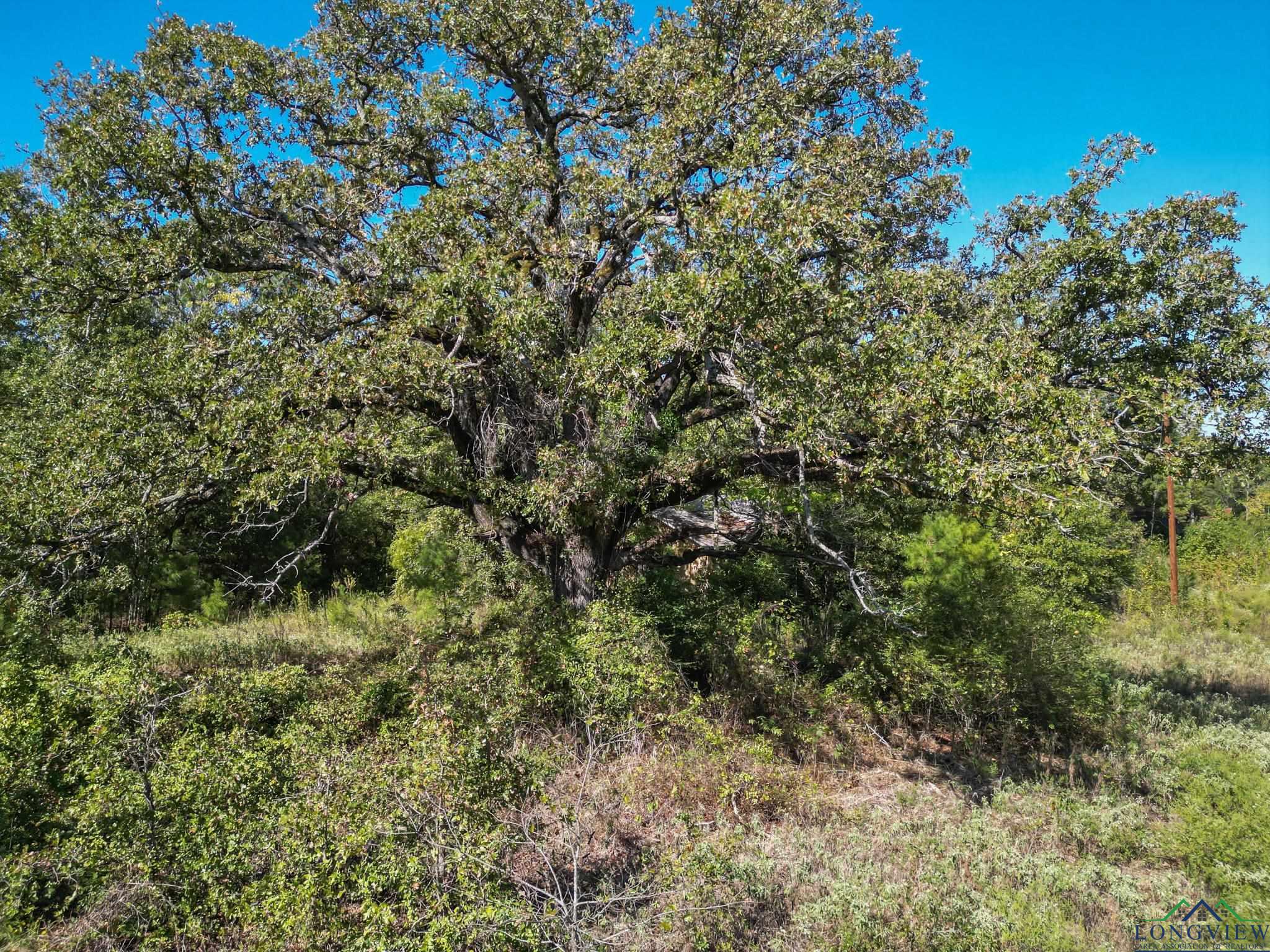 TBD Fm 555, Gilmer, Texas image 2