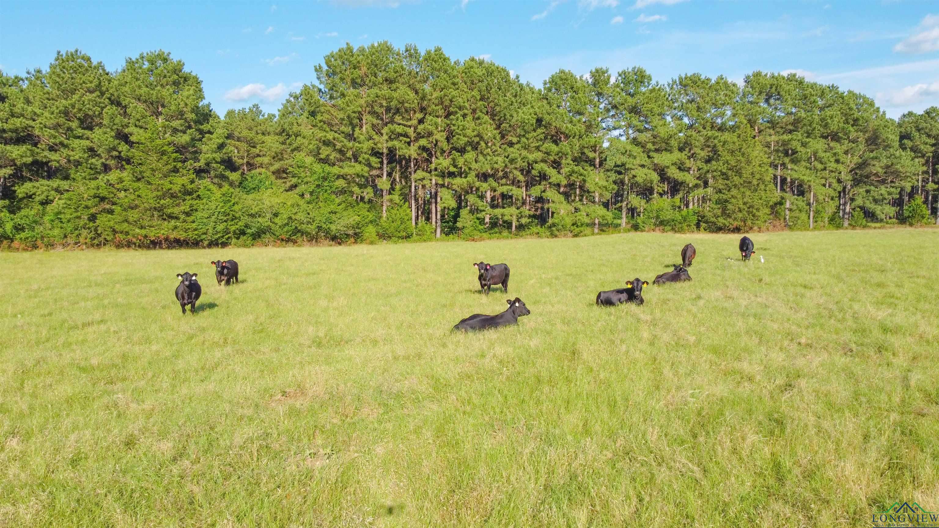 TBD Cr 4673, Atlanta, Texas image 14