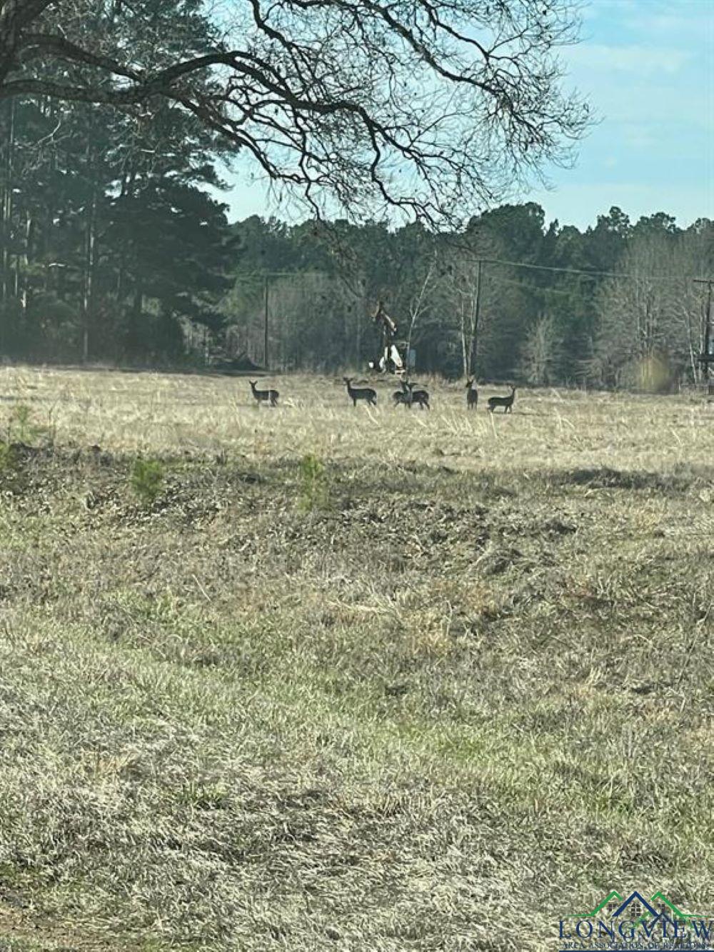 465 Acres Off Watson Rd, Kilgore, Texas image 5