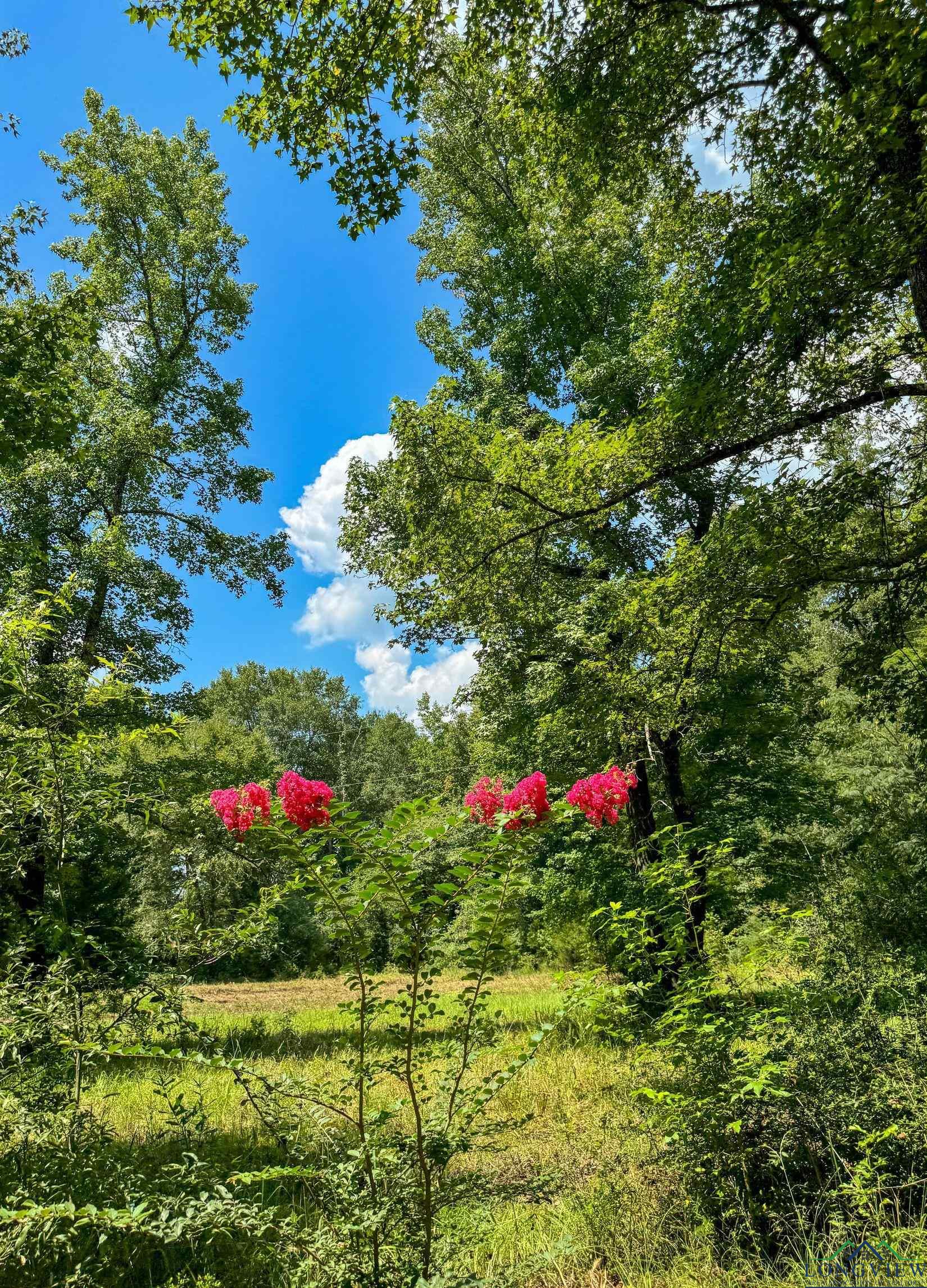 TBD Hwy 59, Linden, Texas image 12