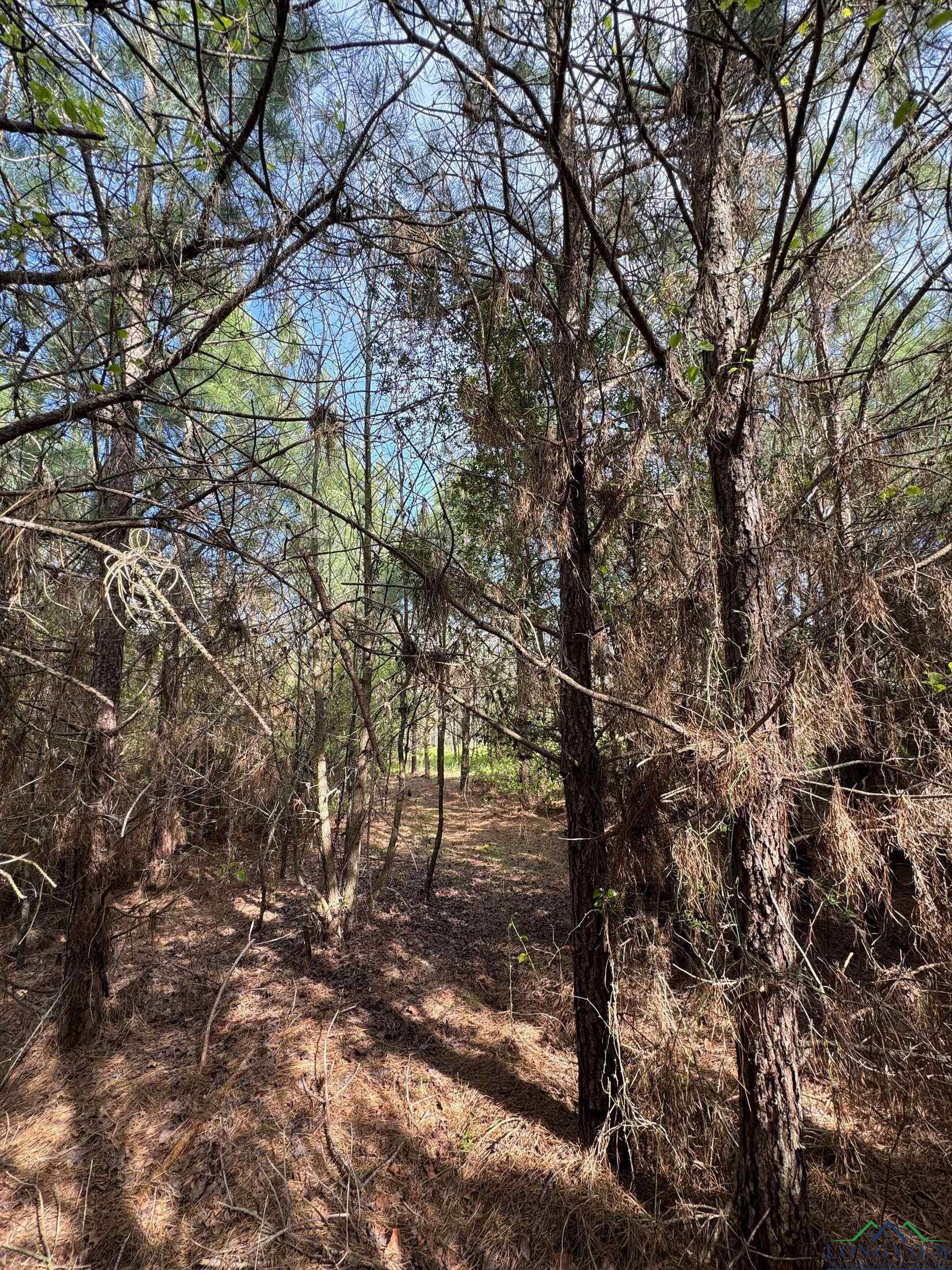 TBD Cr 1619, Linden, Texas image 18