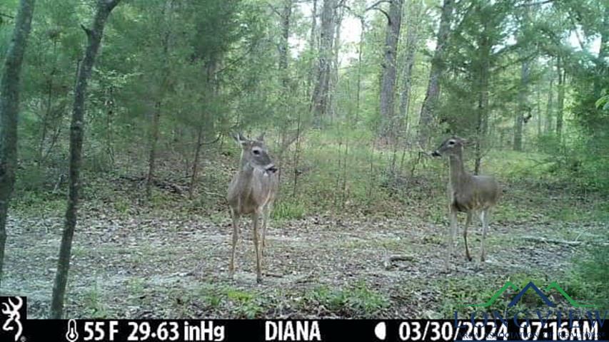 TBD Sh 154, Diana, Texas image 7