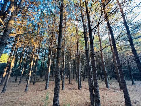 Vacant Land For Sale - TBD Cr 3659<br/> Queen City, TX 75572