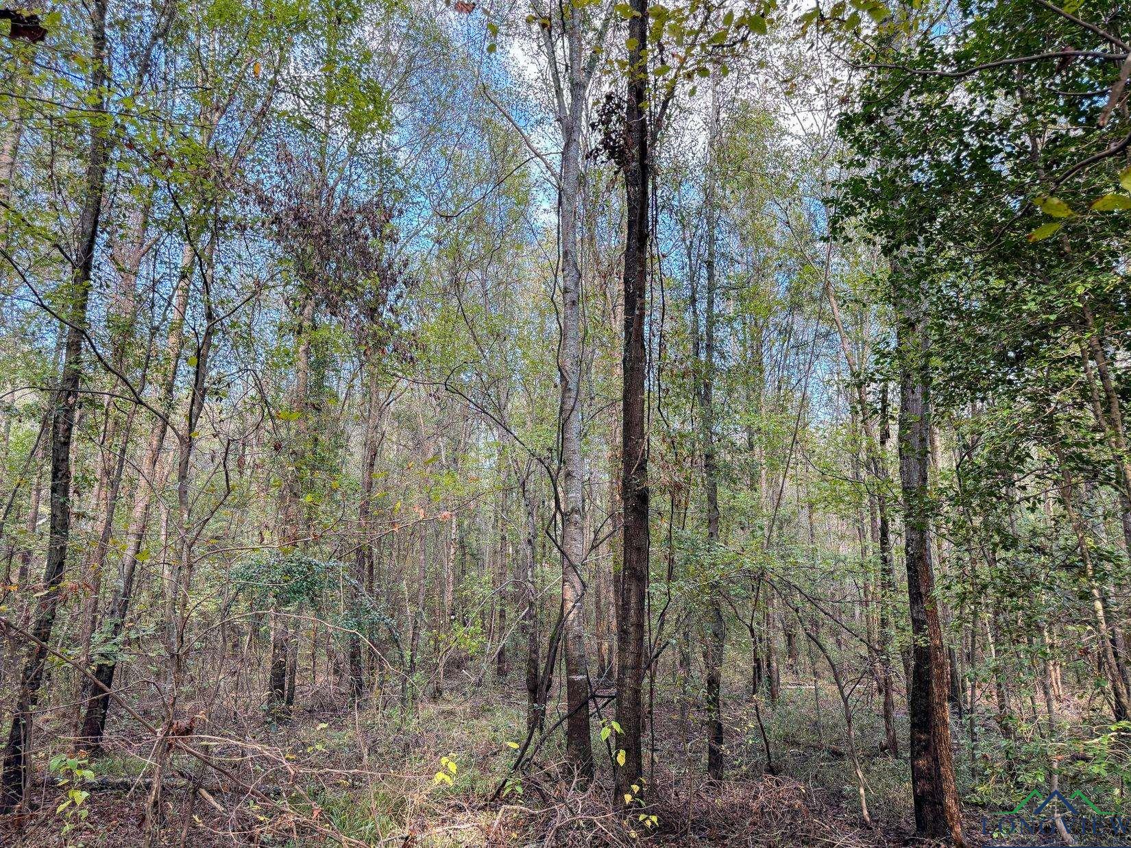 0000 County Road 2925, Hughes Springs, Texas image 5