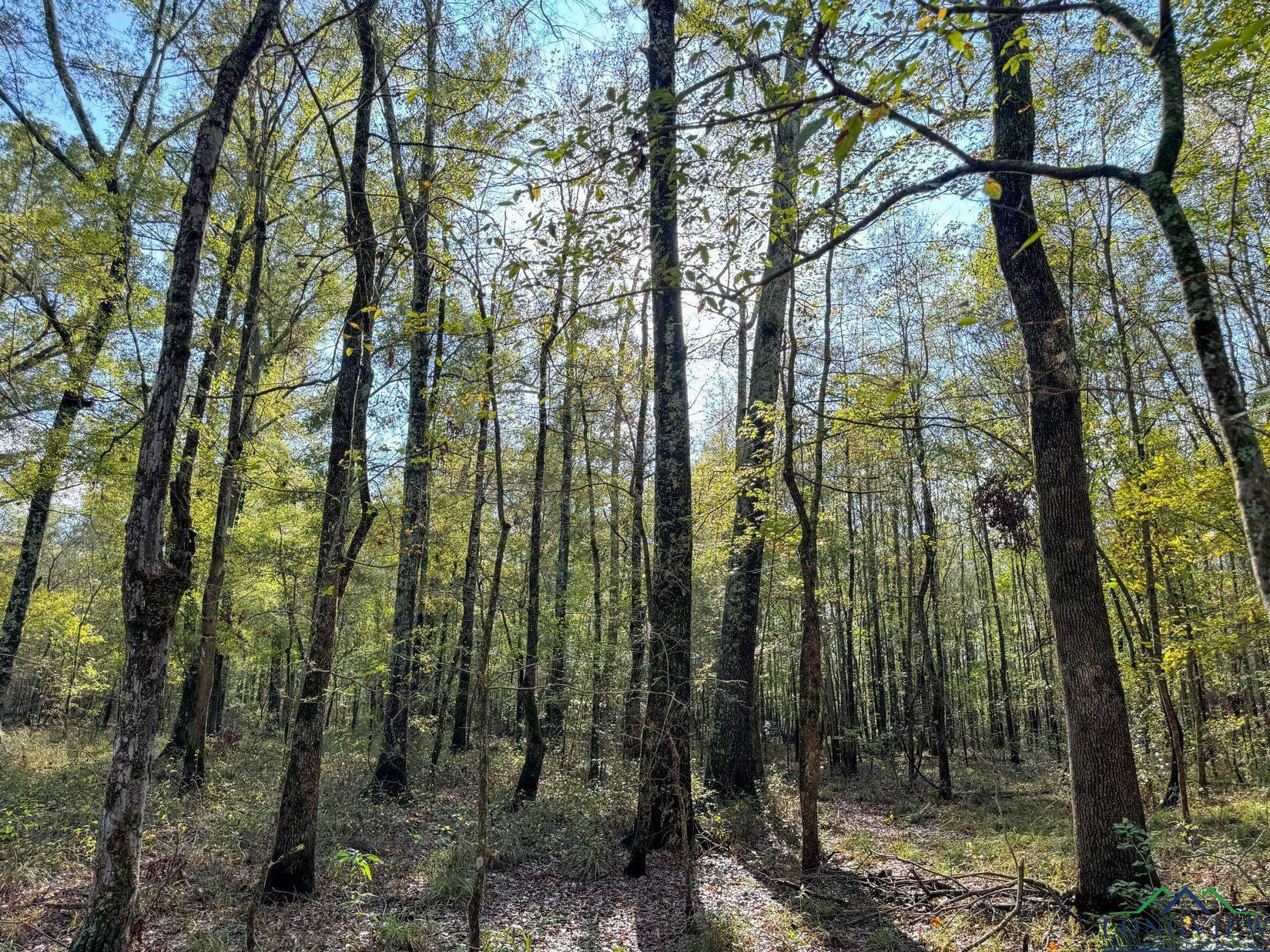 0000 County Road 2925, Hughes Springs, Texas image 7