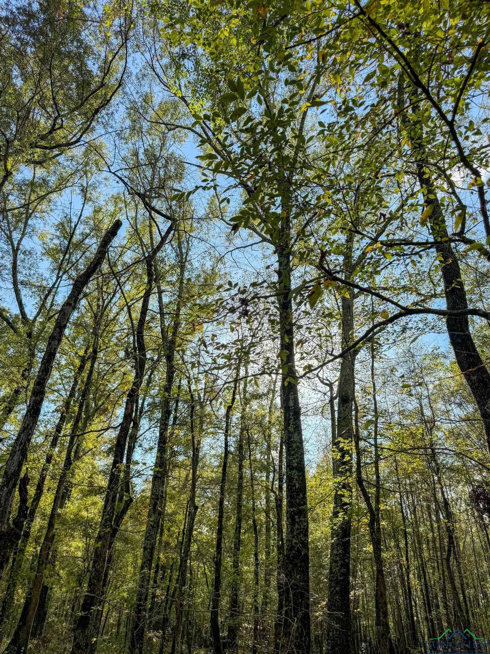 0000 County Road 2925, Hughes Springs, Texas image 15