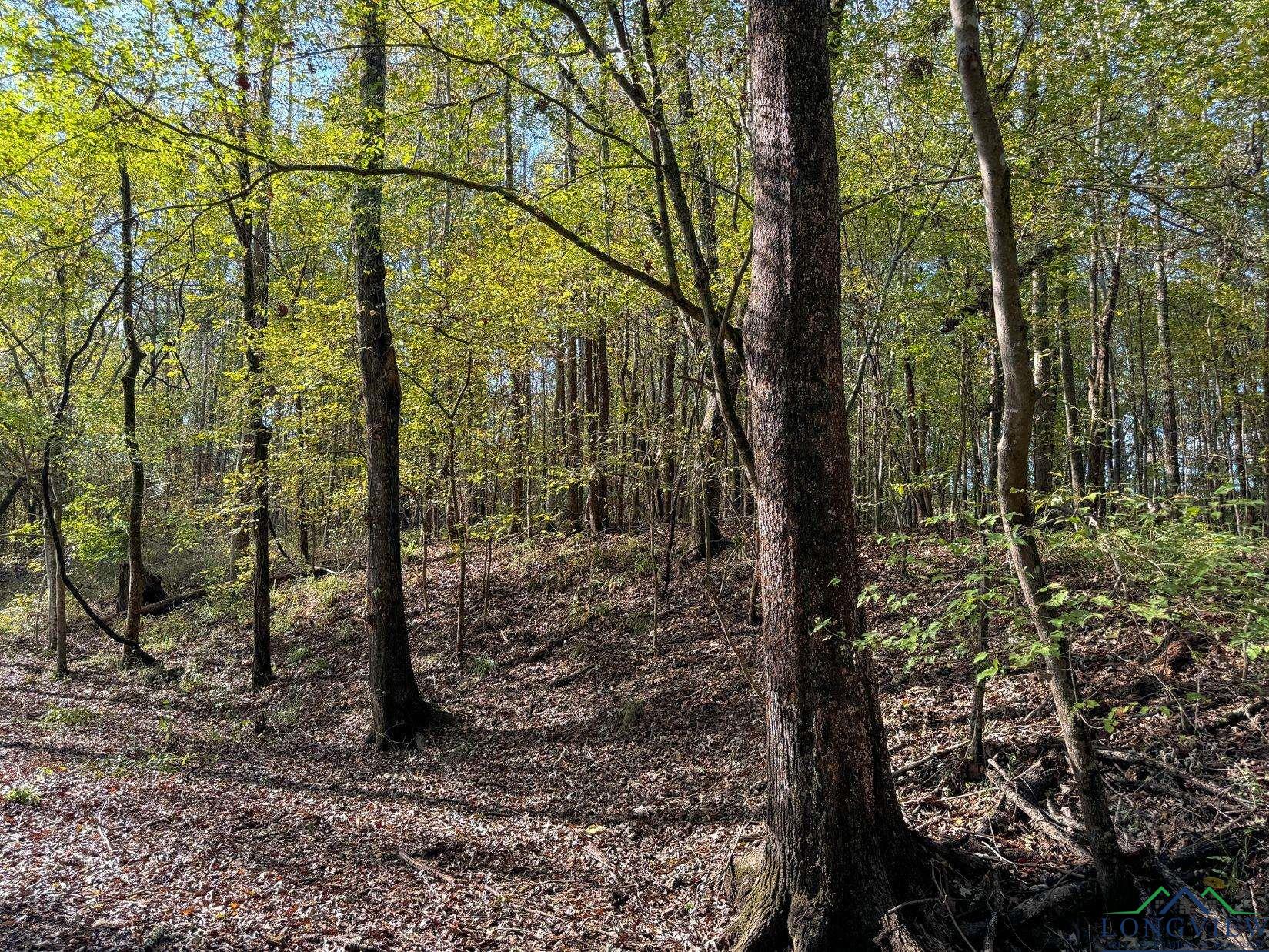 0000 County Road 2925, Hughes Springs, Texas image 14