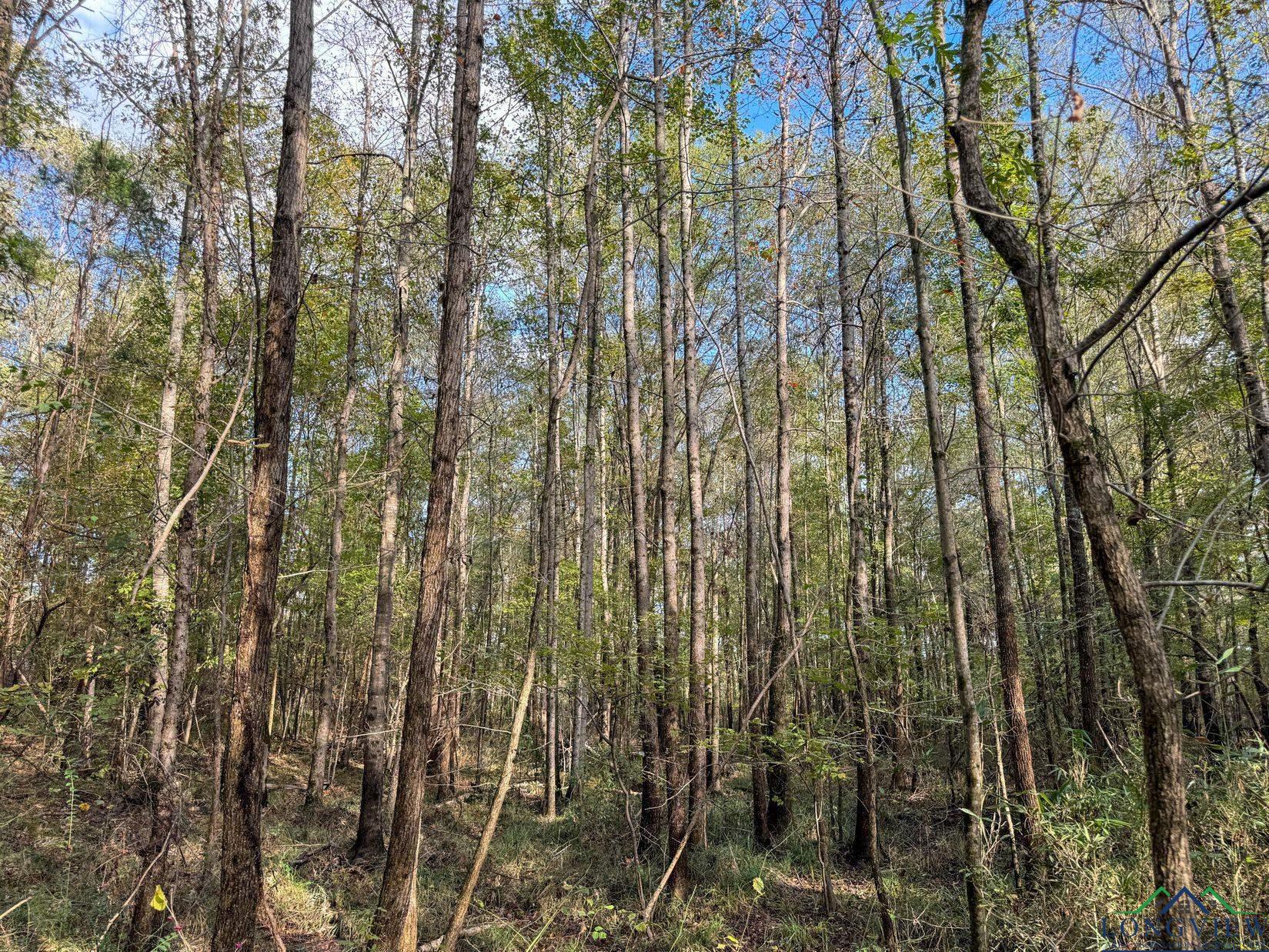 0000 County Road 2925, Hughes Springs, Texas image 4