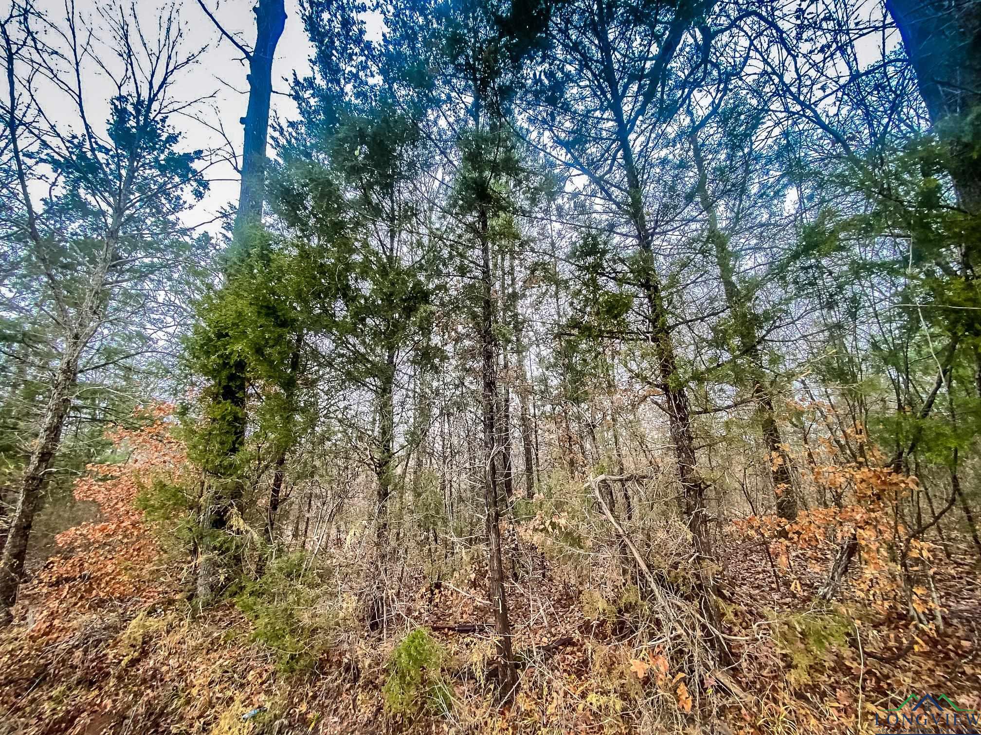 LOT 1 Maple Springs Rd, Hallsville, Texas image 13