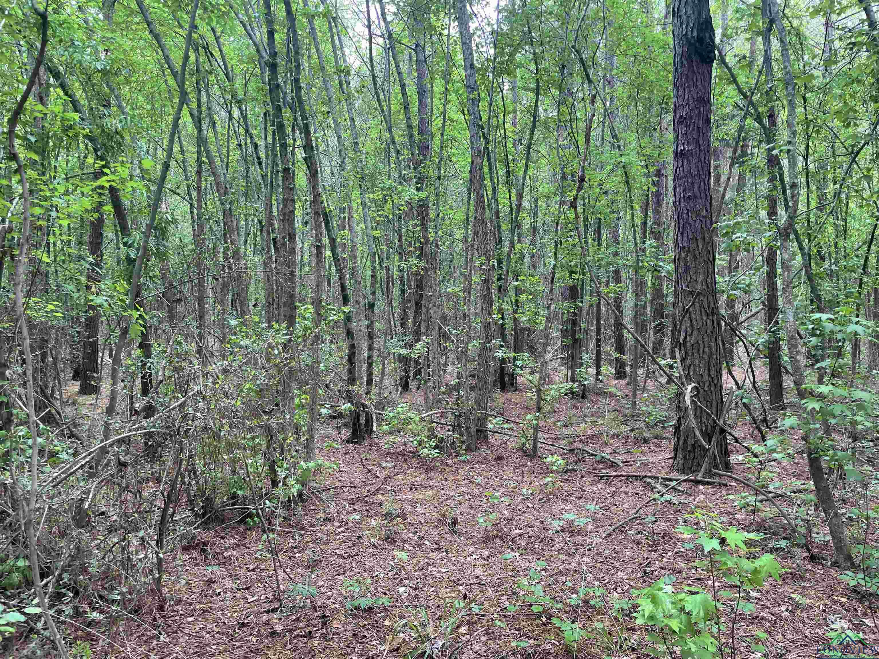 TBD Red Oak Rd, Marshall, Texas image 3