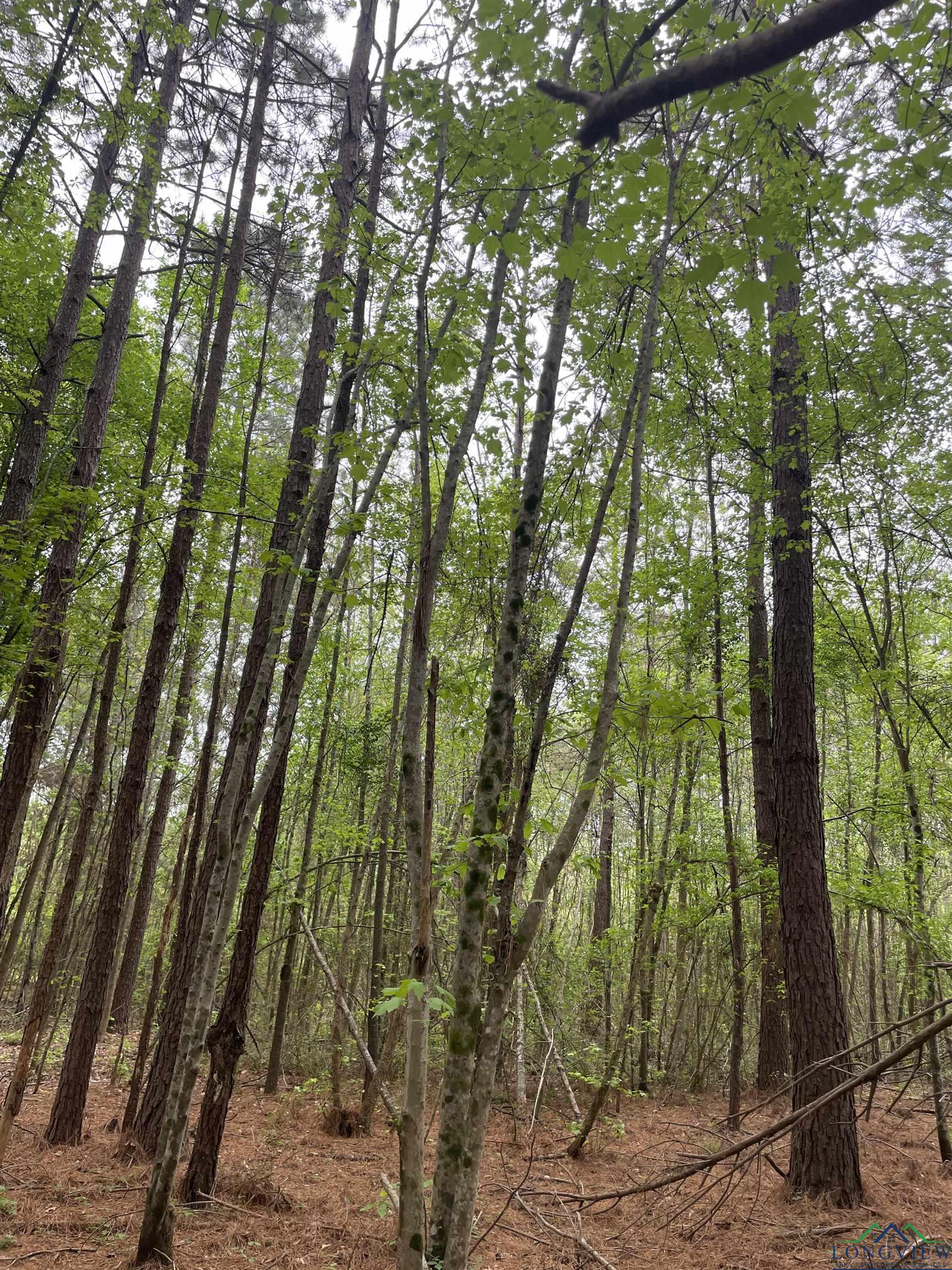 TBD Red Oak Rd, Marshall, Texas image 9