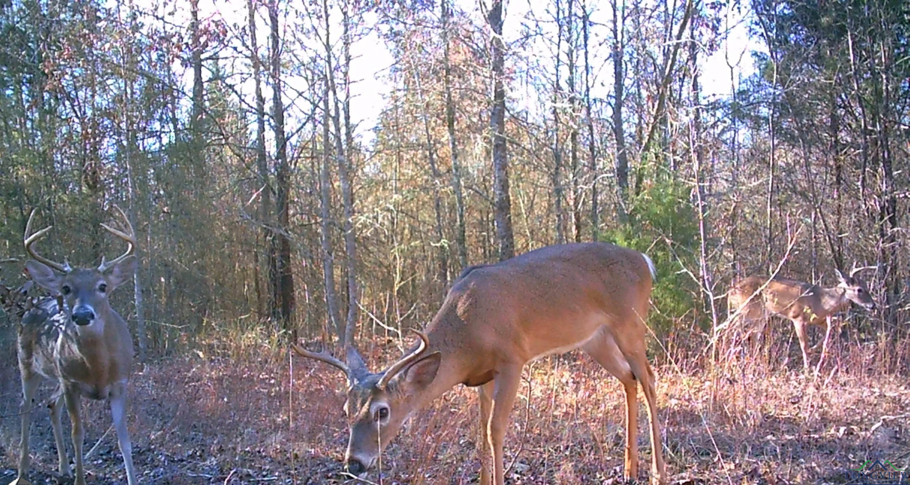 TBD Mistletoe Road Lot 16, Gilmer, Texas image 7