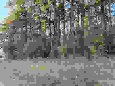 Vacant Land For Sale - TBD Day Lily<br/> Gilmer, TX 75644