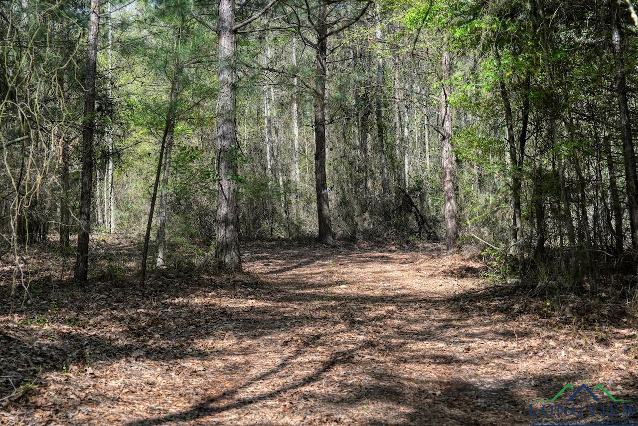 TBD Aster Road (26.32 Acres), Gilmer, Texas image 42