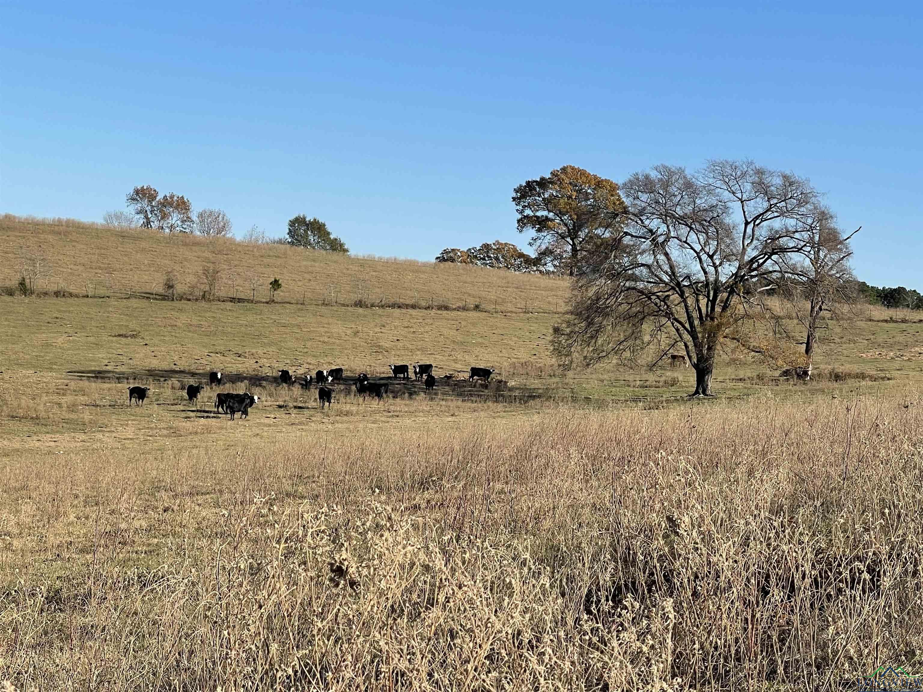 Tbd Sam Hall Rd, Hallsville, Texas image 4