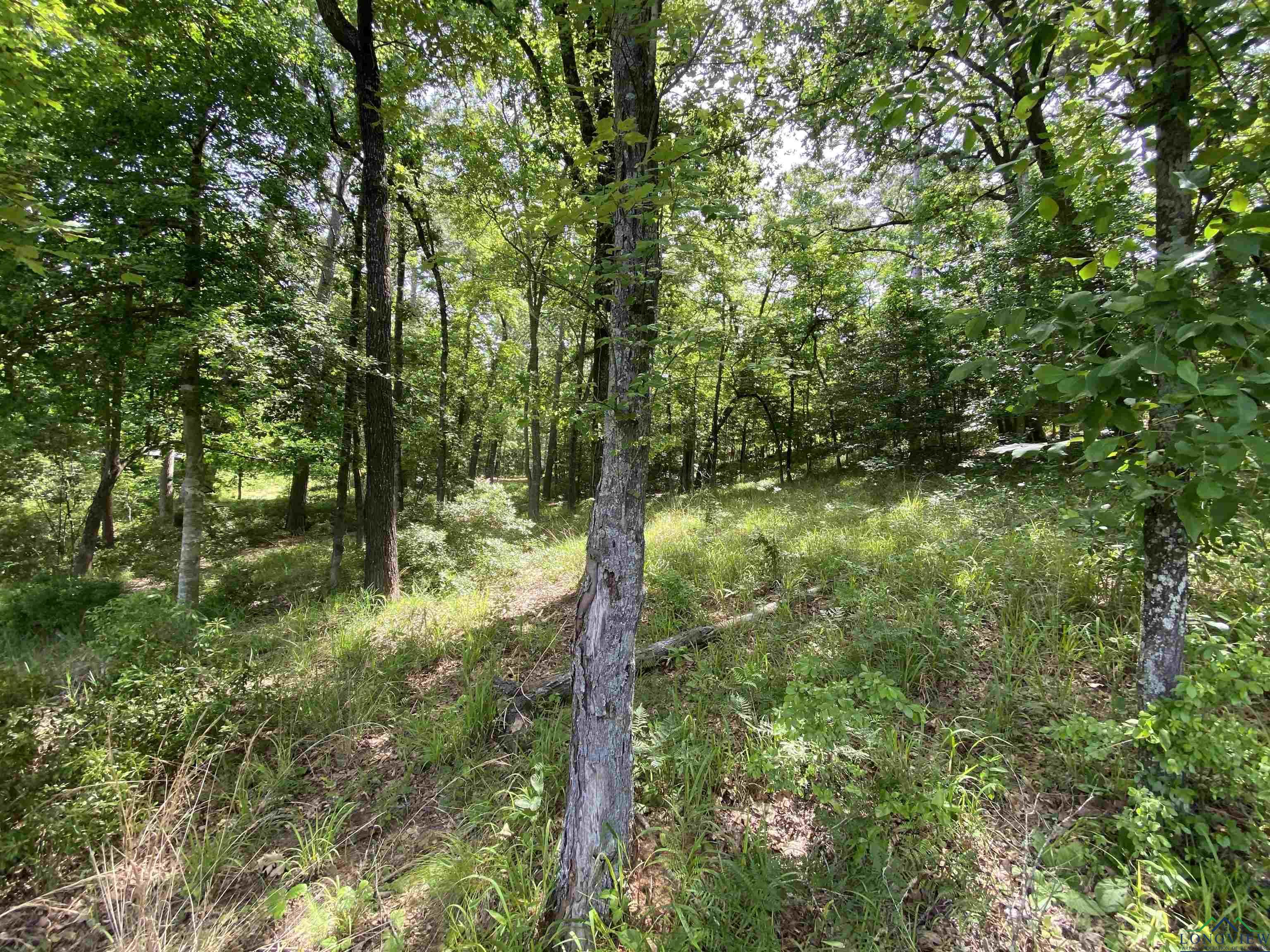 TBD Cr 1596, Avinger, Texas image 15