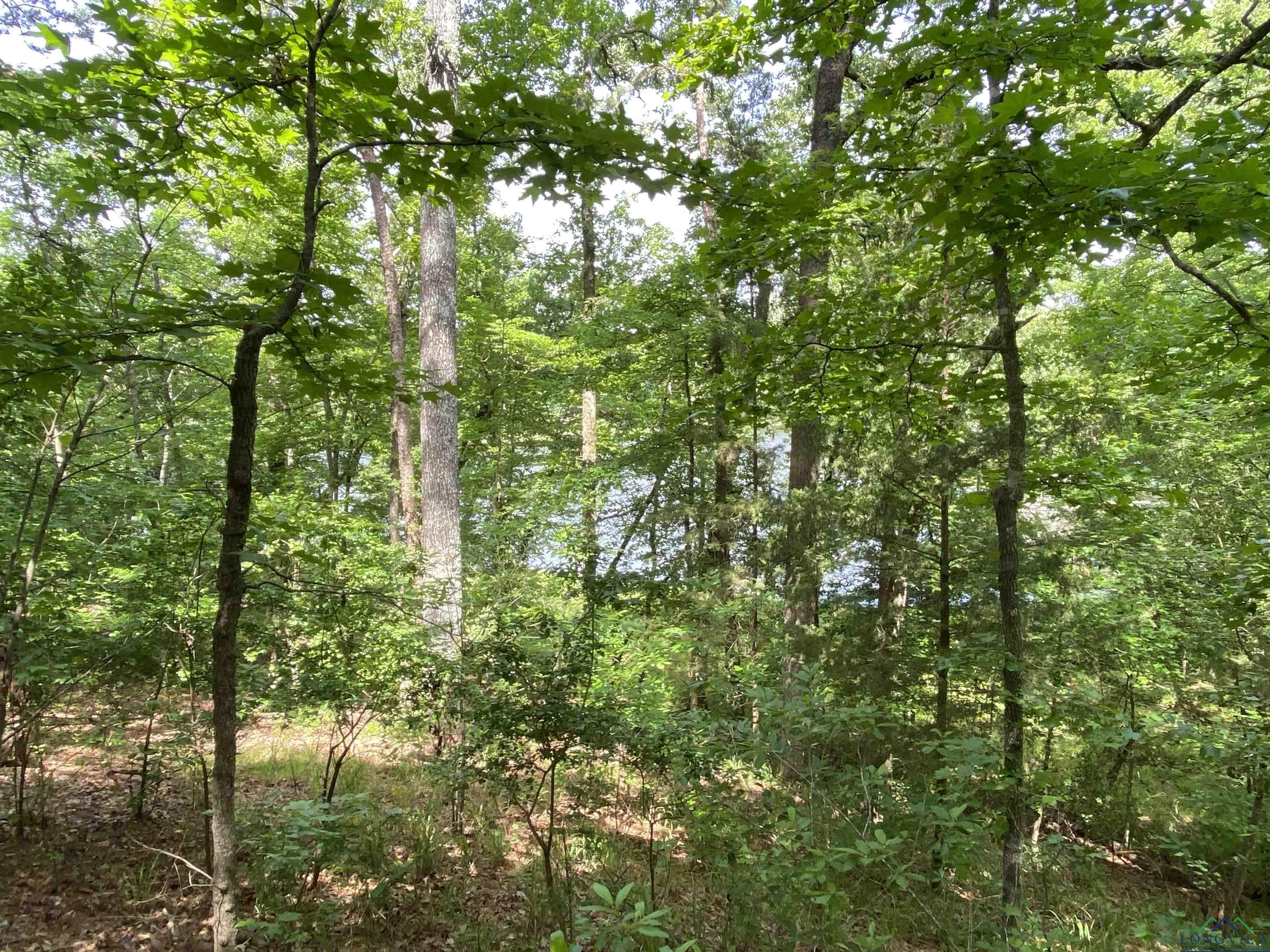 TBD Cr 1596, Avinger, Texas image 12